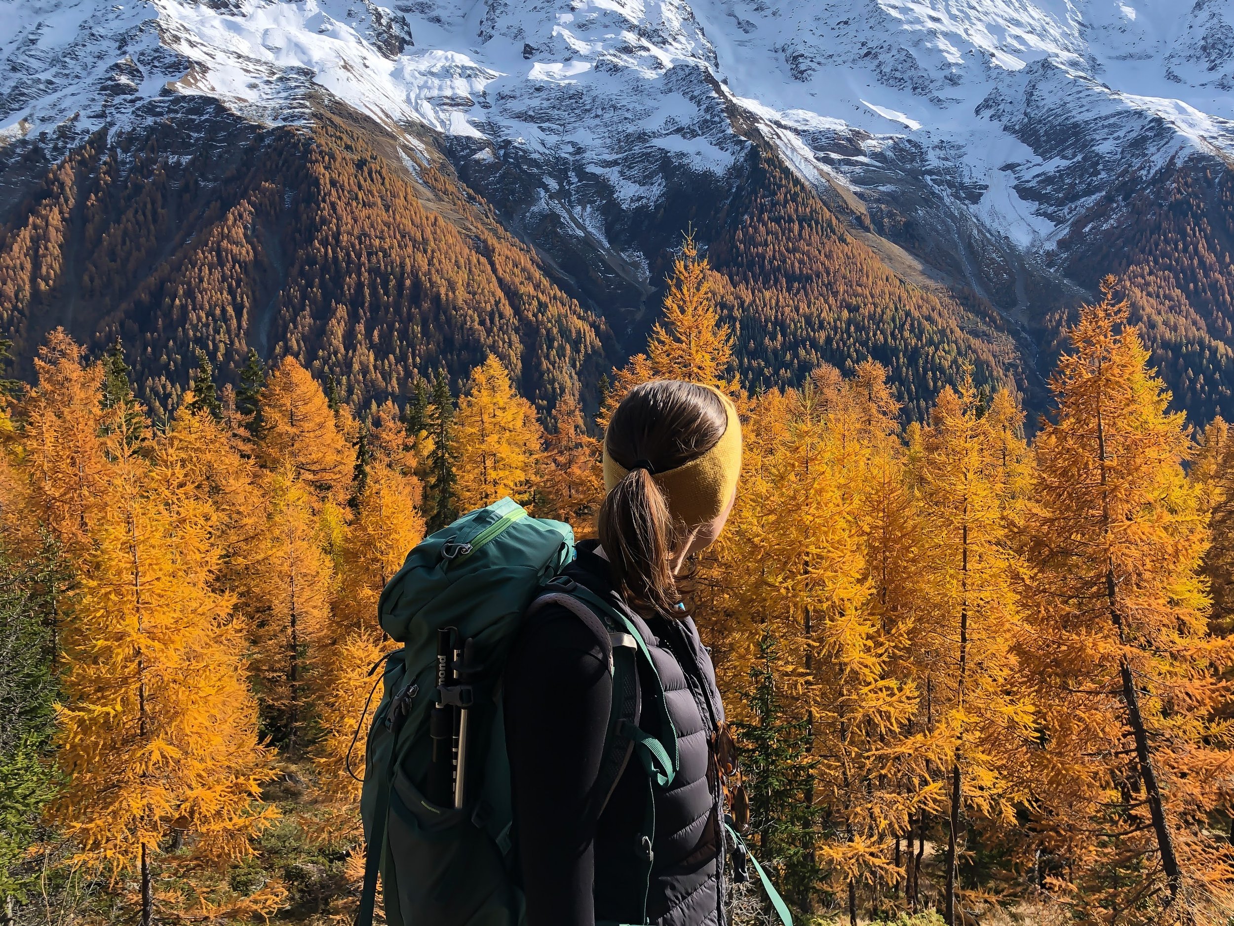 A Few Golden Weeks: Larch Season in Switzerland