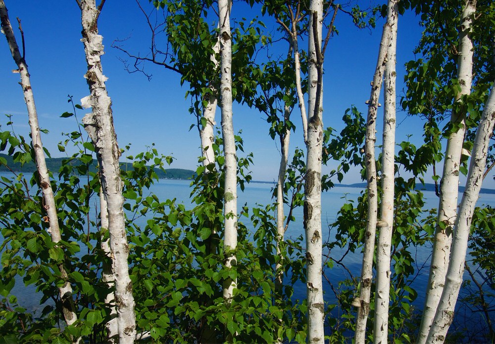 001 Birch and lake Steve Tavener-1.jpg