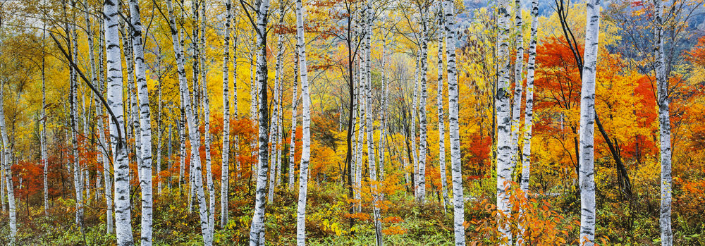 004AT Birch Pano Unknown-1.jpg
