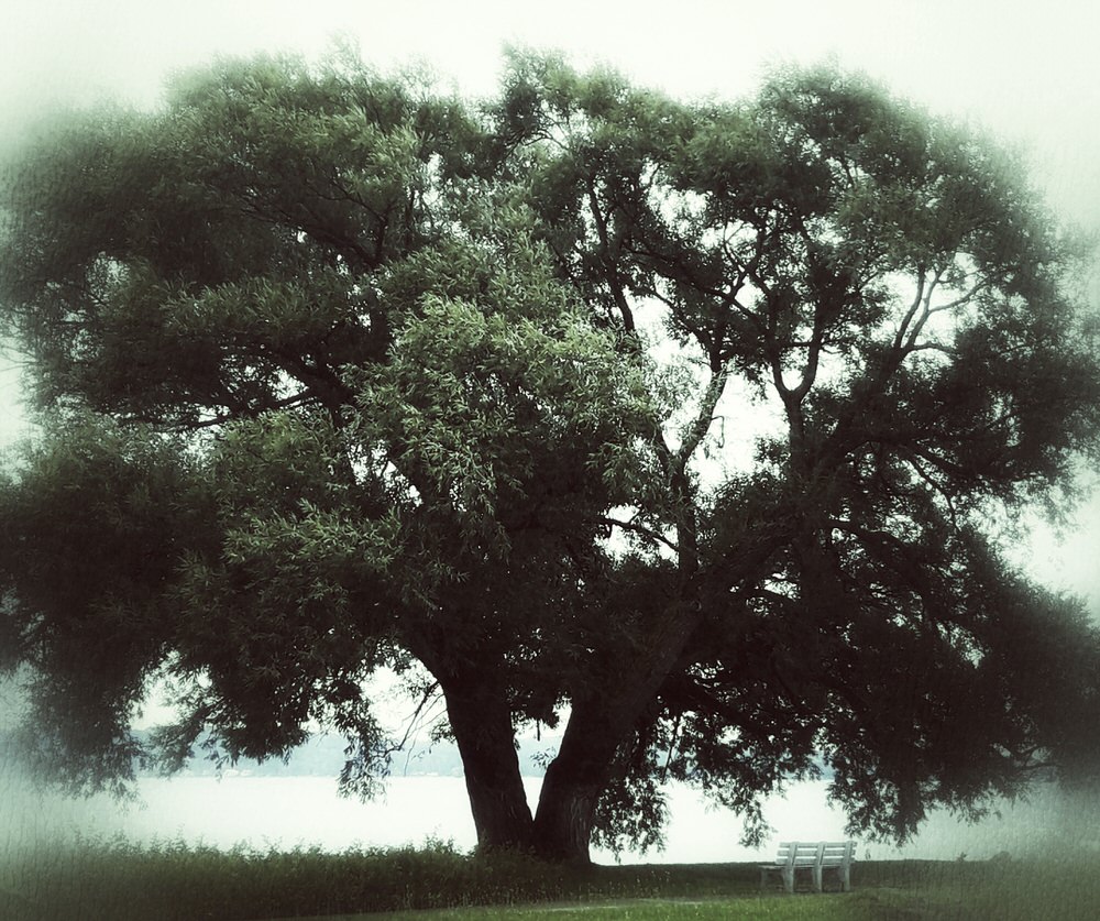 036 Mystical tree Denise Hinton-1.jpeg