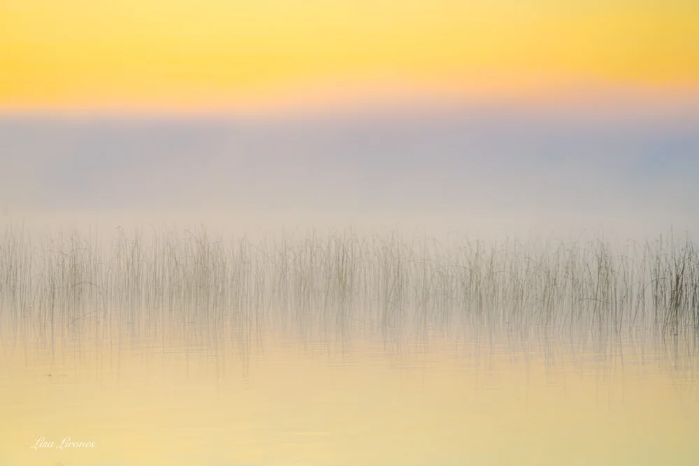 043 Pastel lake weeds Lisa Lirones-1.jpg