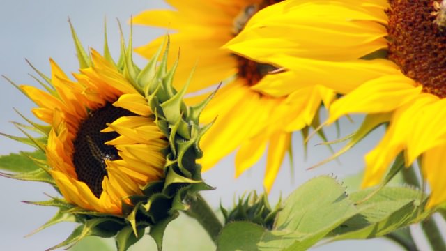 200 Sunflower-1.jpeg