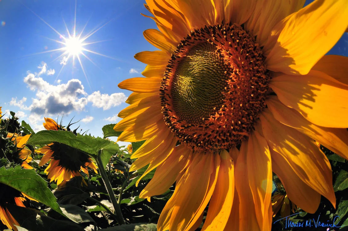 202 Sunflower Tom Vranich-1.jpg
