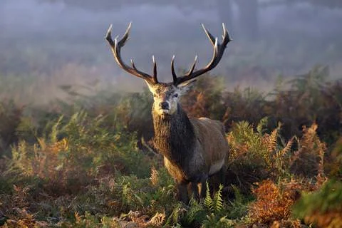 4143 Elk-1.jpg