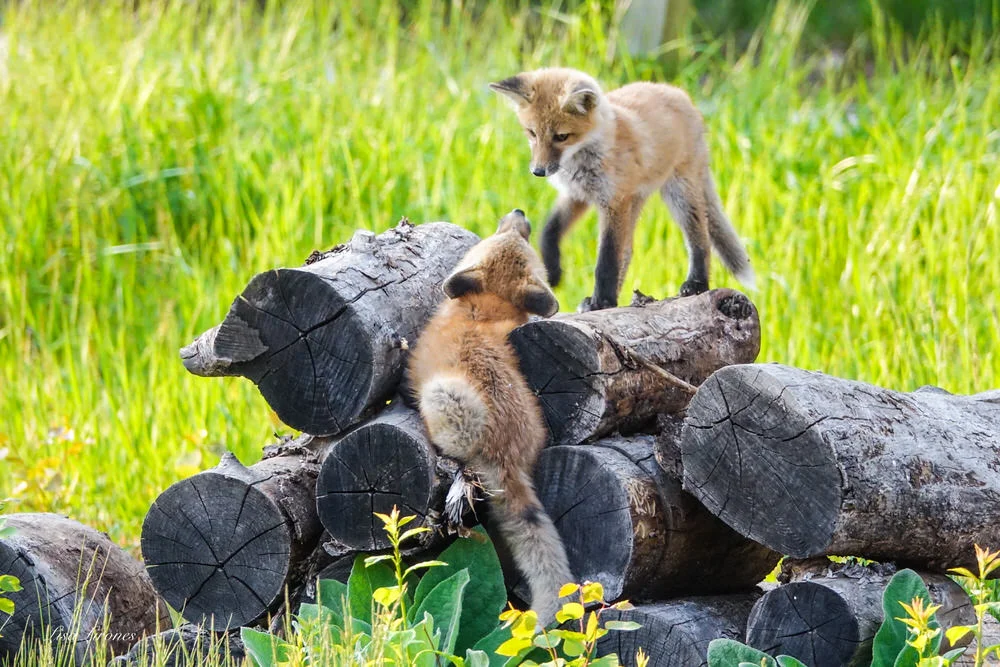 244 Wildlife Lisa Lirones-1.jpg