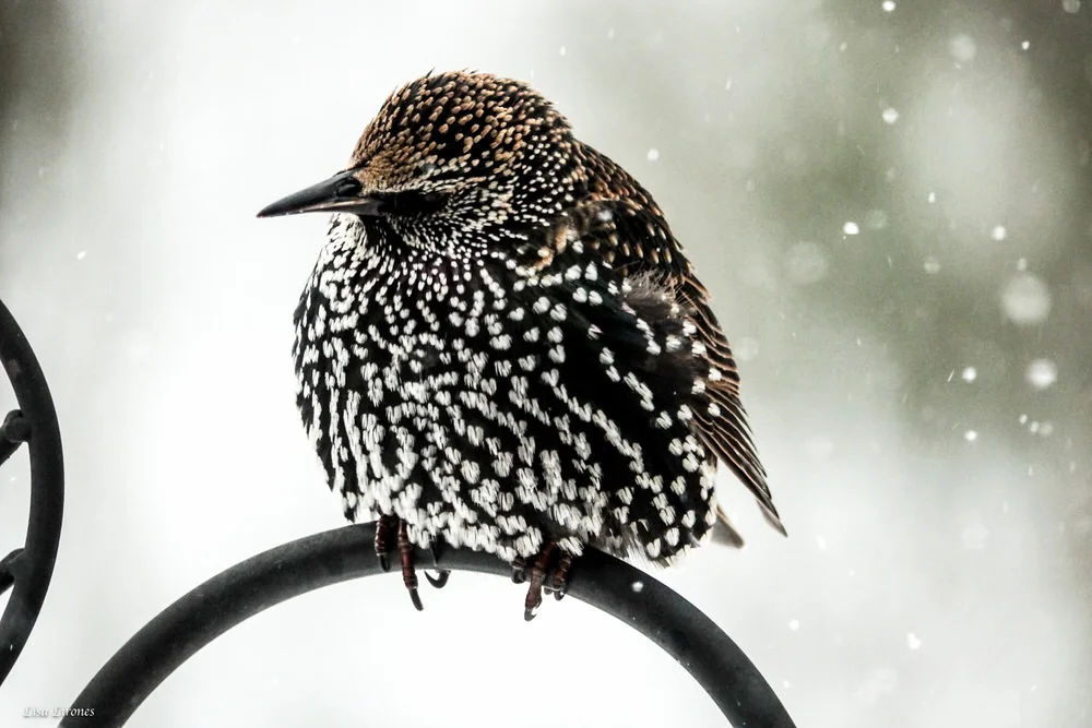 245 Wildlife Lisa Lirones-1.jpg