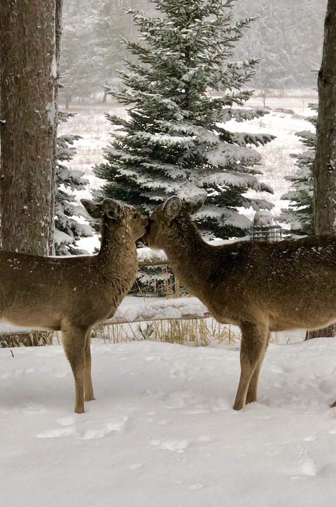 250 Wildlife John Tomczyk-1.jpg