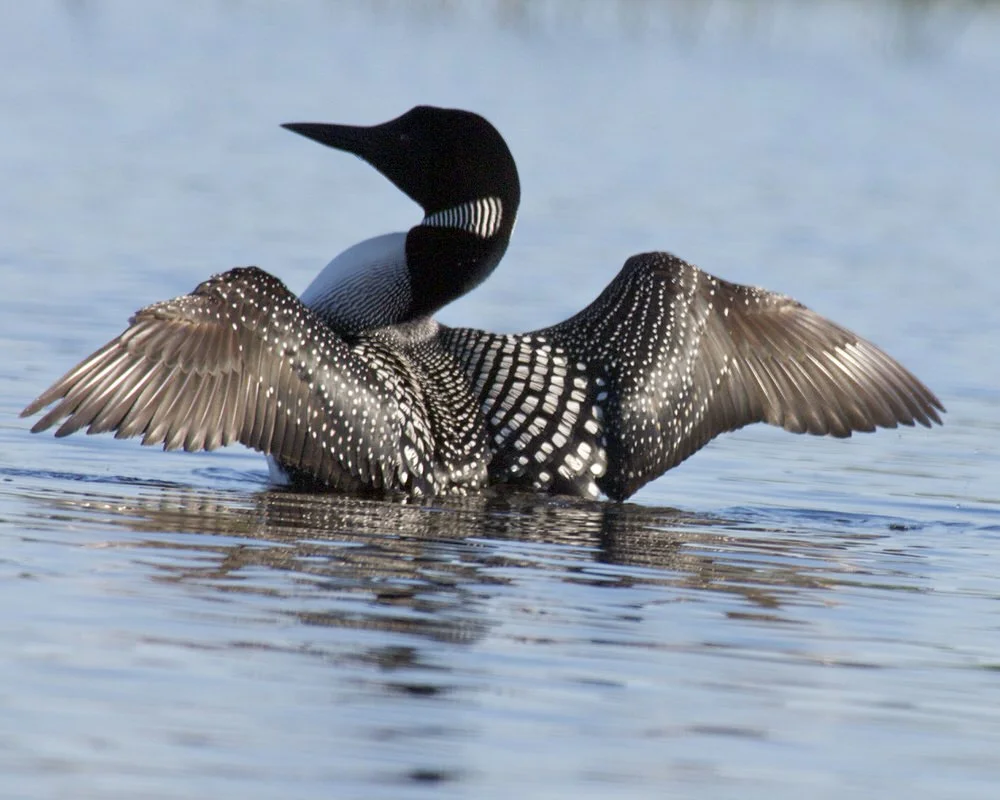 258 LOON Steve Tavener-1.jpg