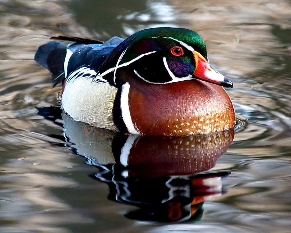 280 Wildlife Steve Tavener-1.jpg