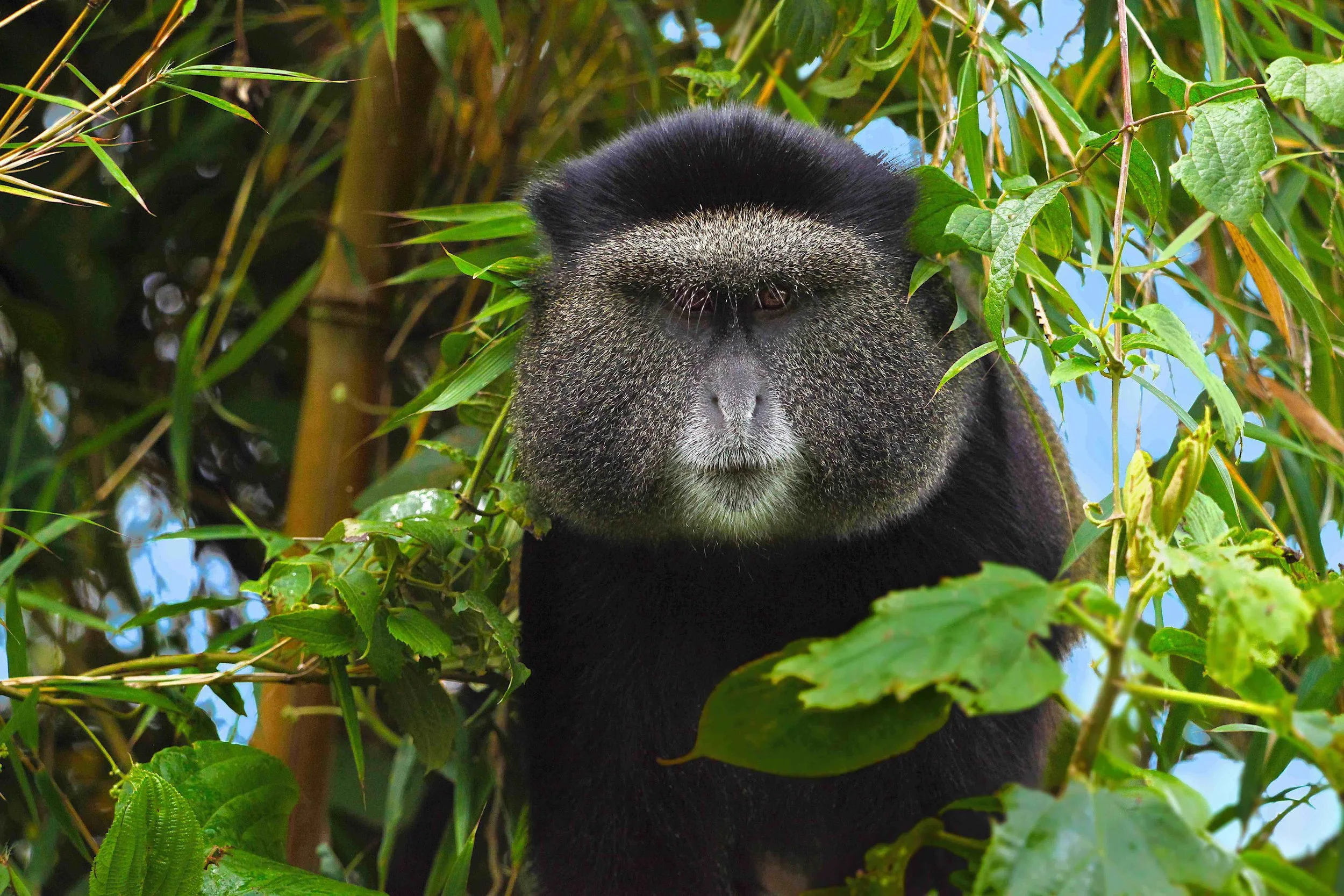 1)monkey-rt6-062619-SMALL .jpg