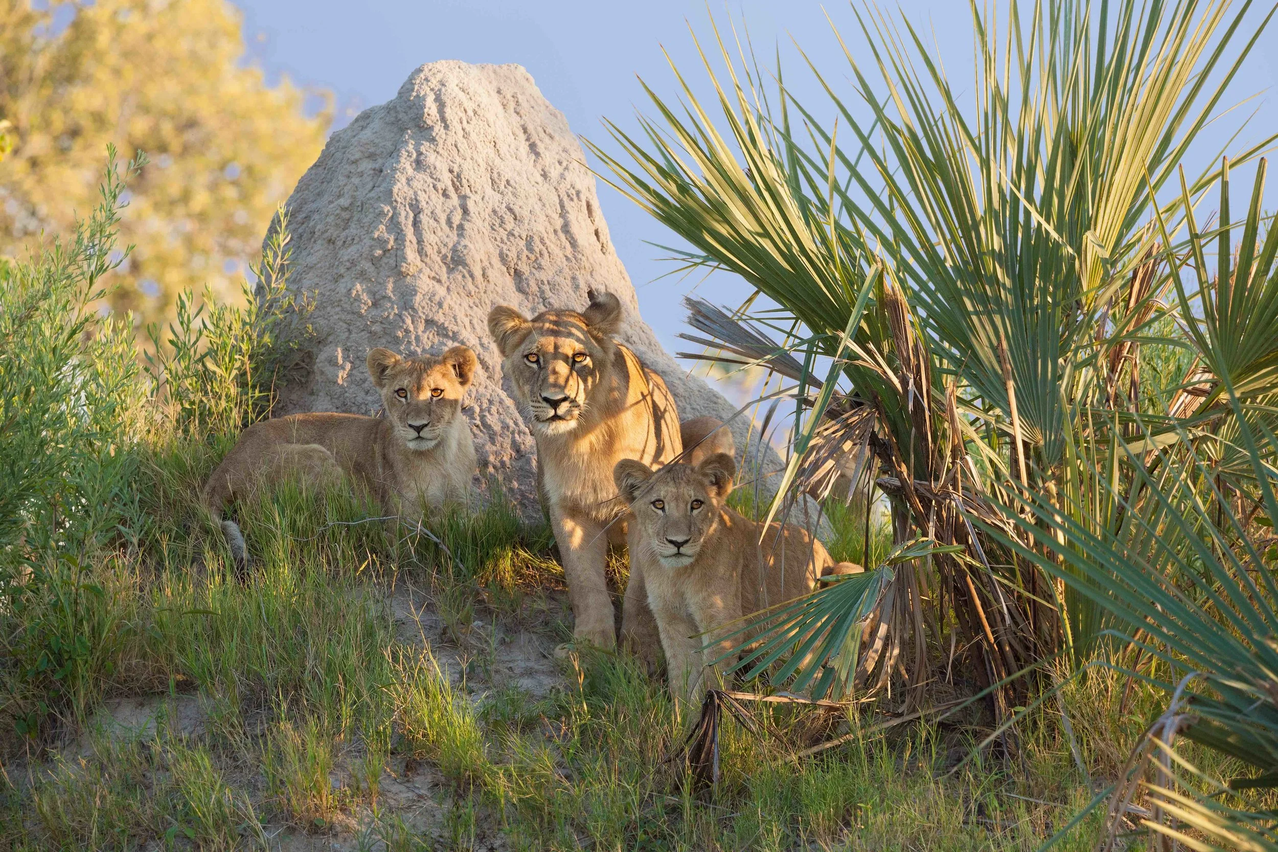 3)IMG_5467-lion and cubs-rt3-SMALL.jpg