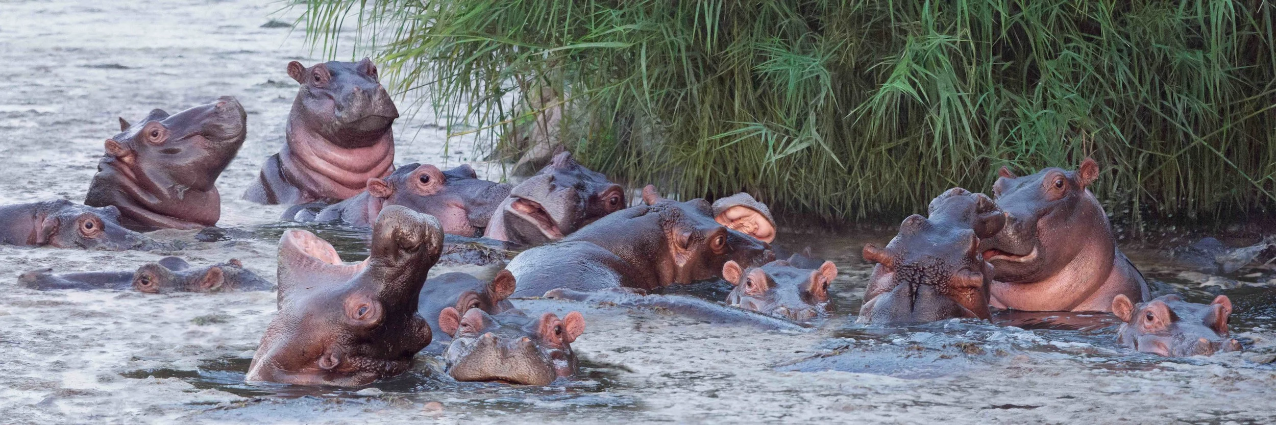 5)hippos panorama composite-rt4-SMALL.jpg