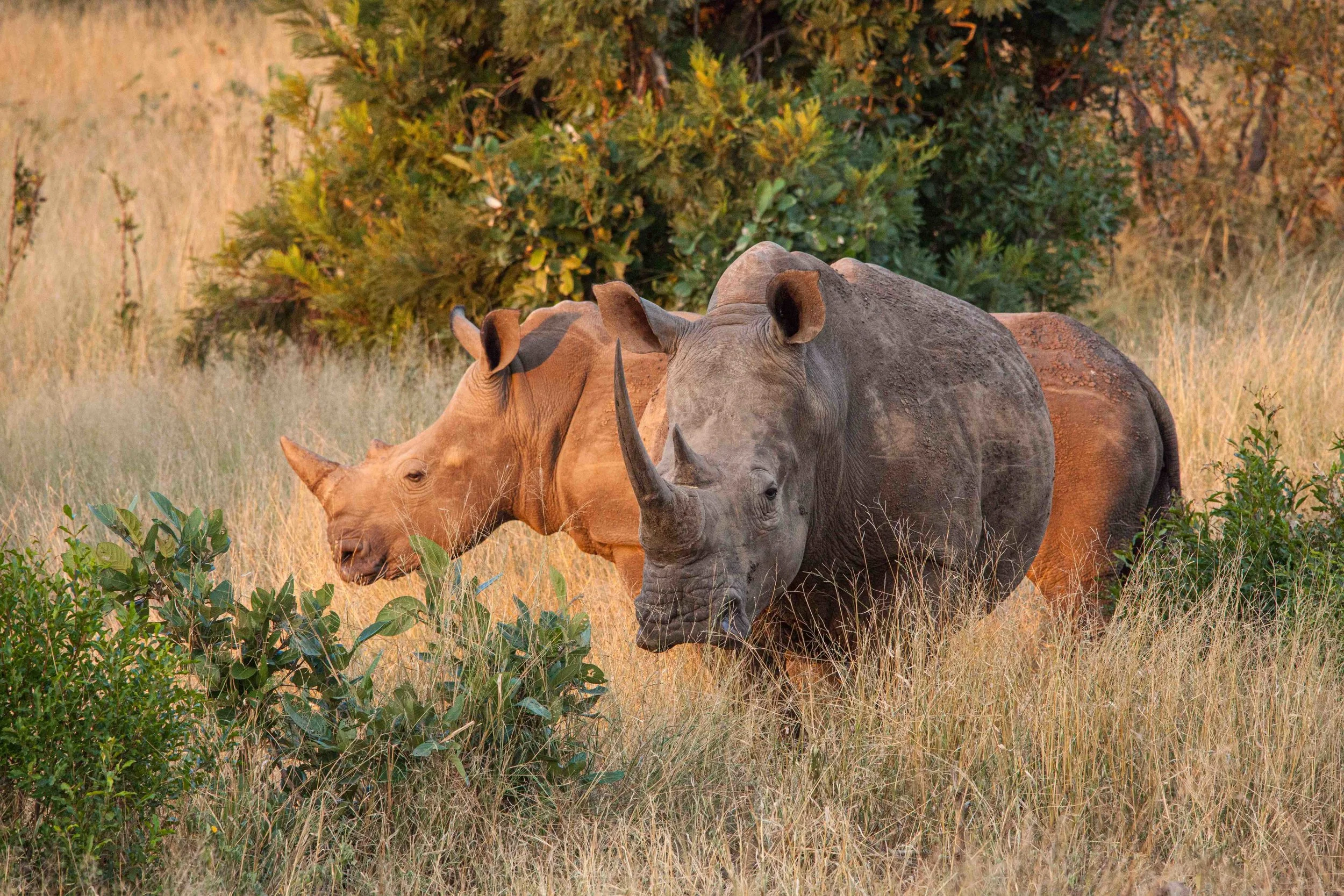 7)rhinos-IMG_7352-rt1-original size copy 2.jpg