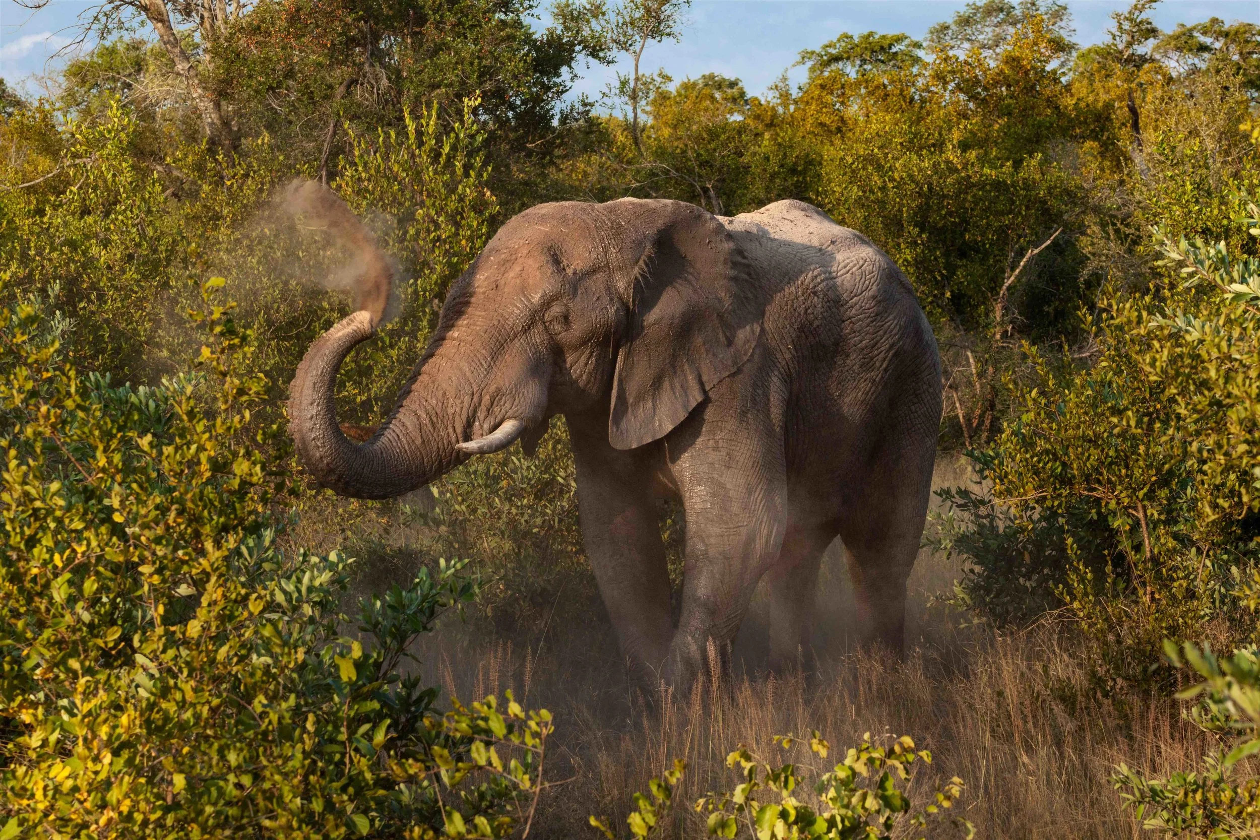 9)elephant 072719-IMG_2329-rt2-SMALL.jpg