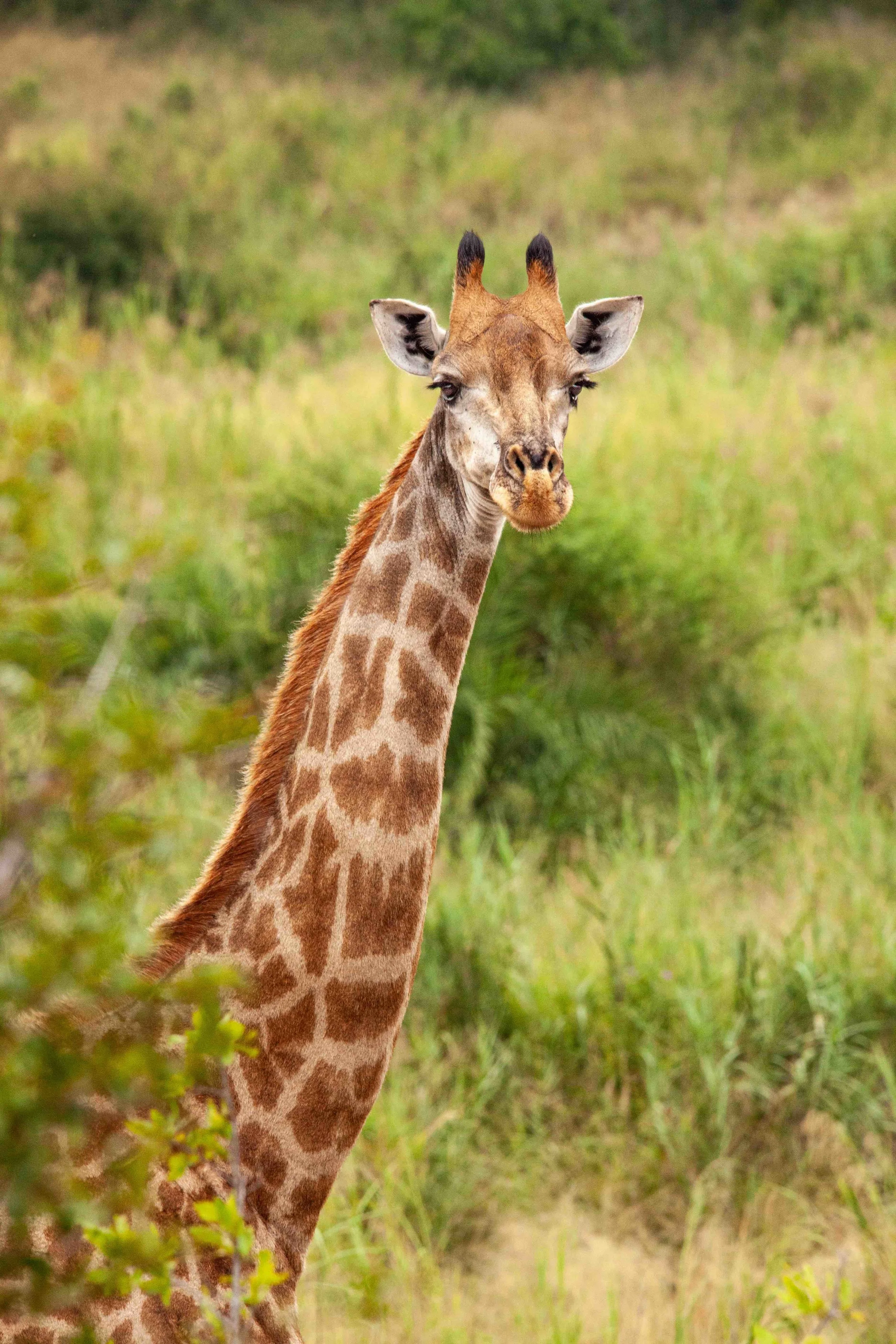 10)giraffe headshot-IMG_6543-rt2 SMALL.jpg