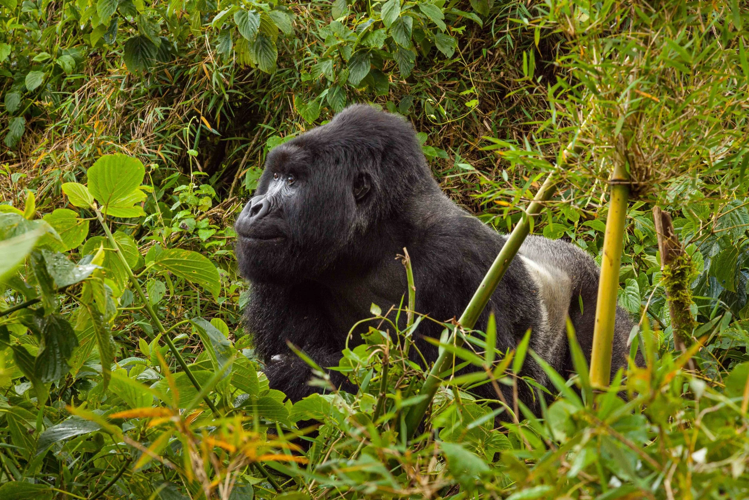 13)gorilla large-IMG_9483-rt2-SMALL.jpg