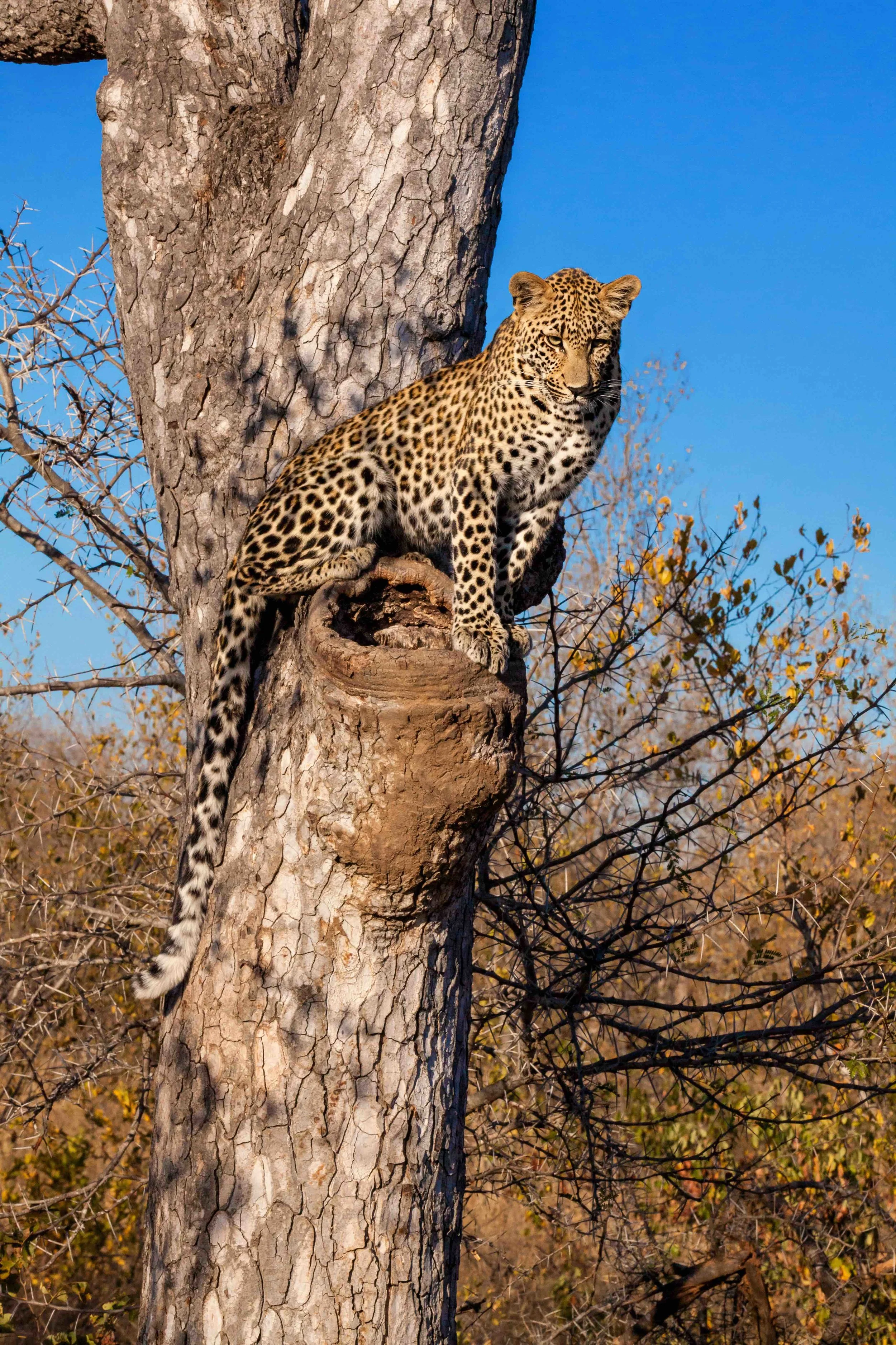 17)IMG_0171-leopard in tree-rt5-SMALL.jpg