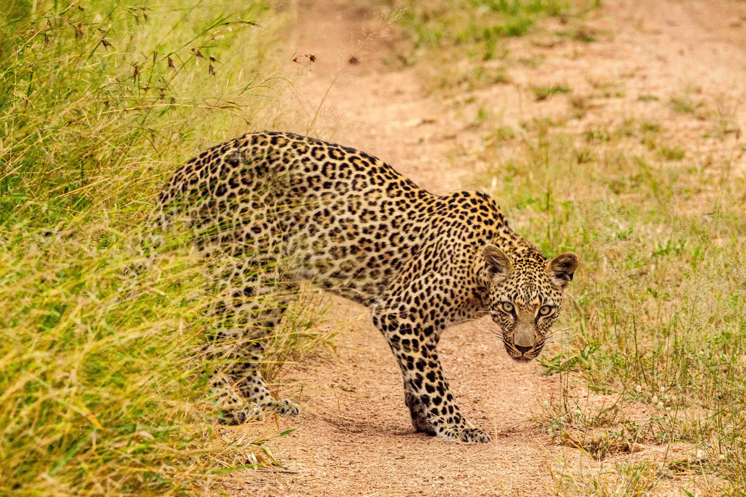 19)leopard 070719-IMG_5857-rt3-SMALL.jpg