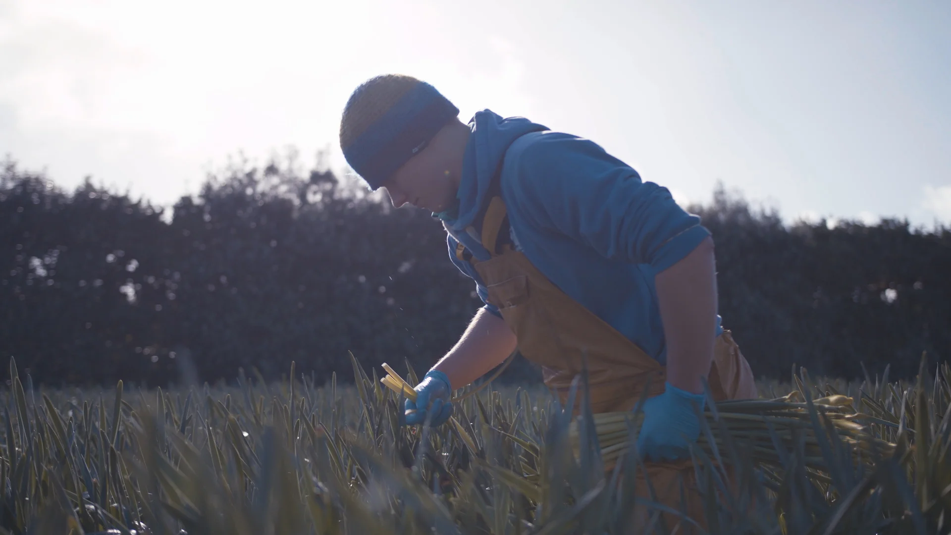 Another grab from the film - picking narcissi in one of the many flower fields