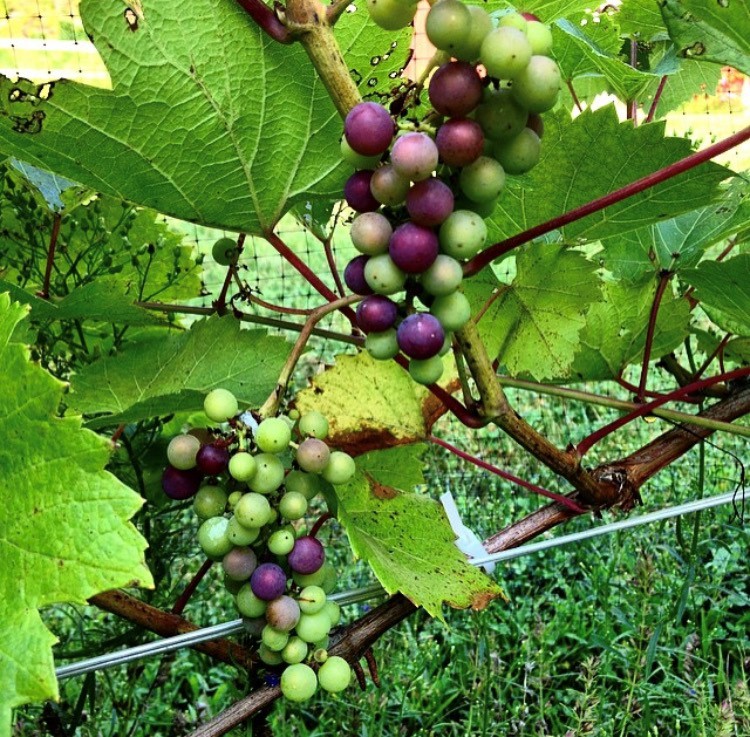 Wine Grapes.jpg