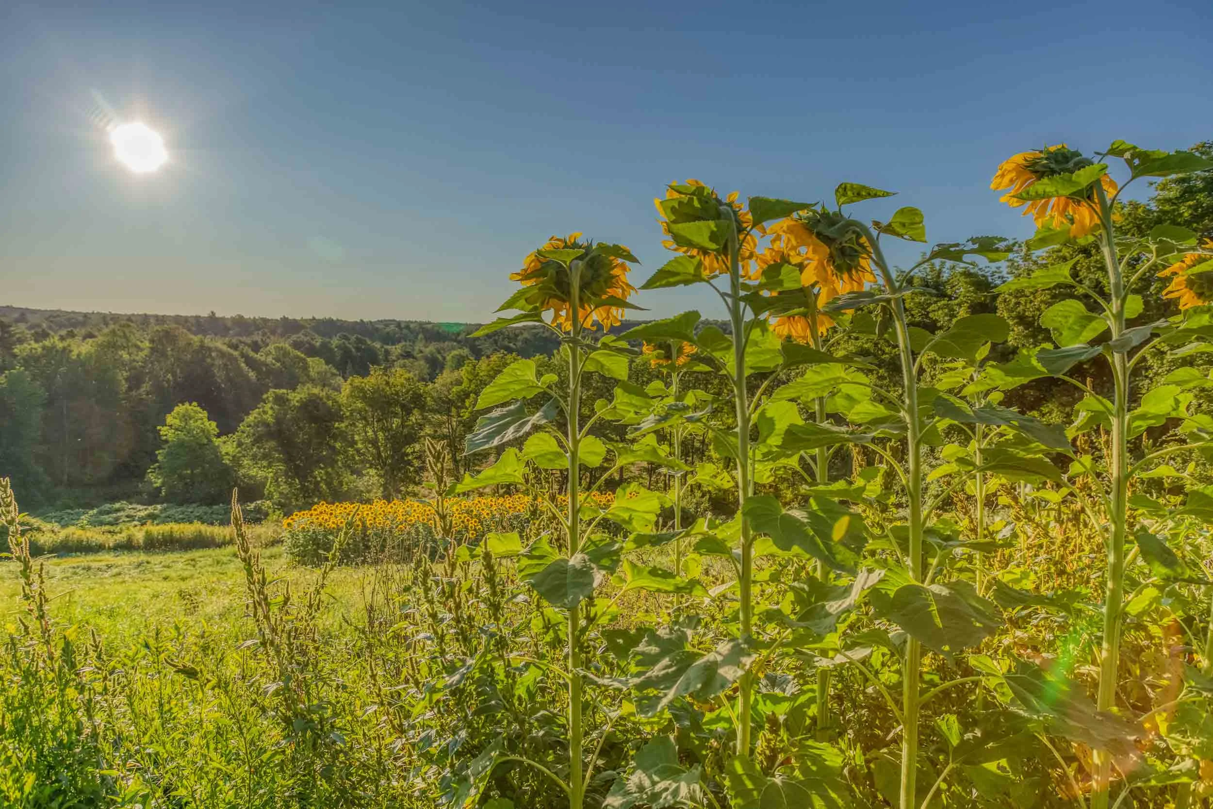 Sunflowers-above-and-below-web.jpg