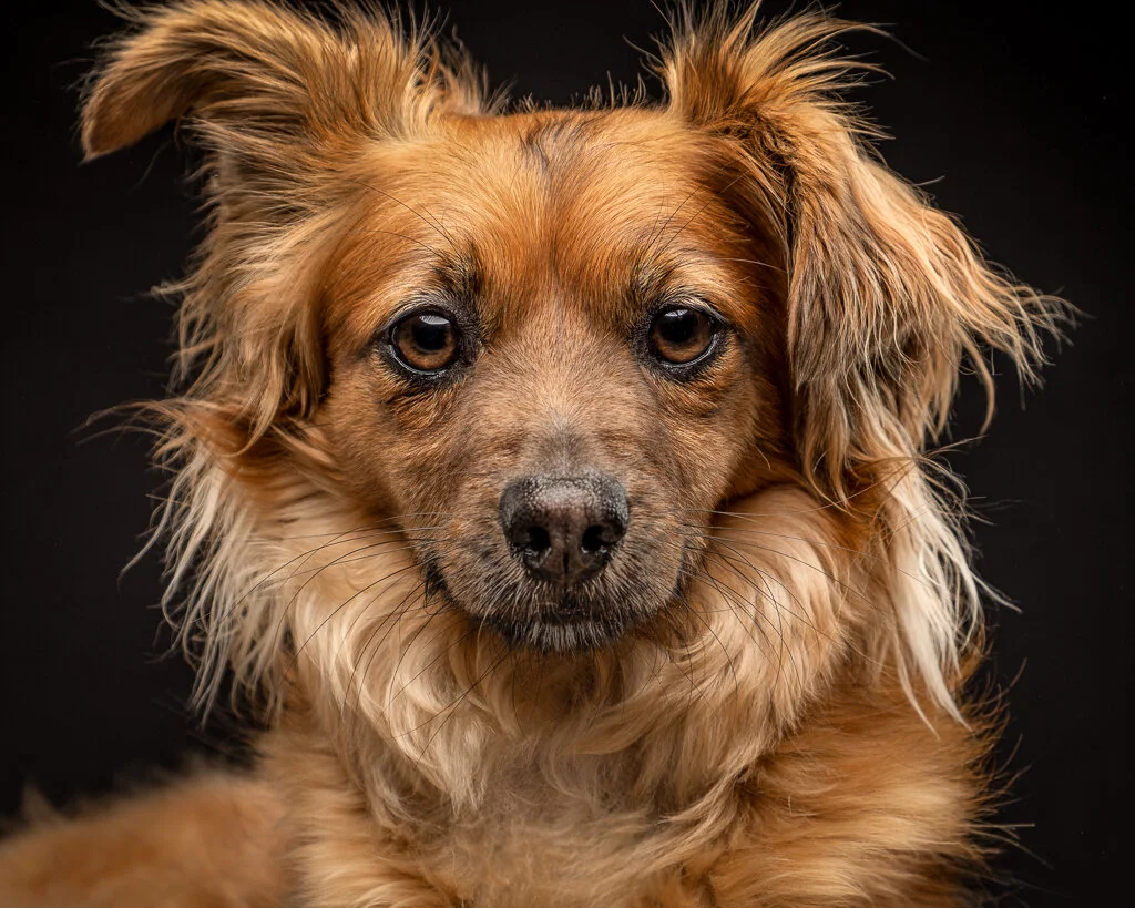 Dog Portraits Jane Thomson Photography