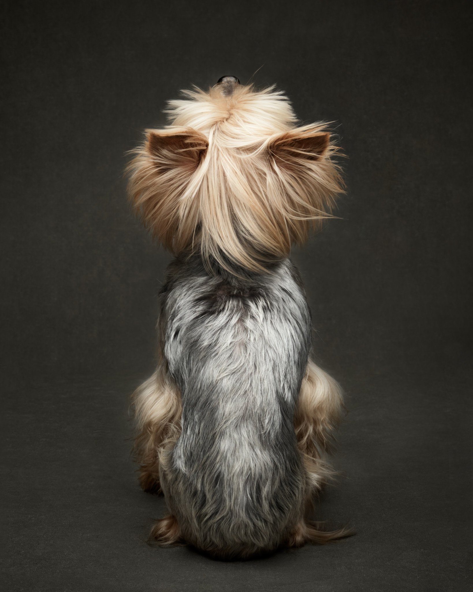 yorkshire-terrier-dog-back-portrait.jpg
