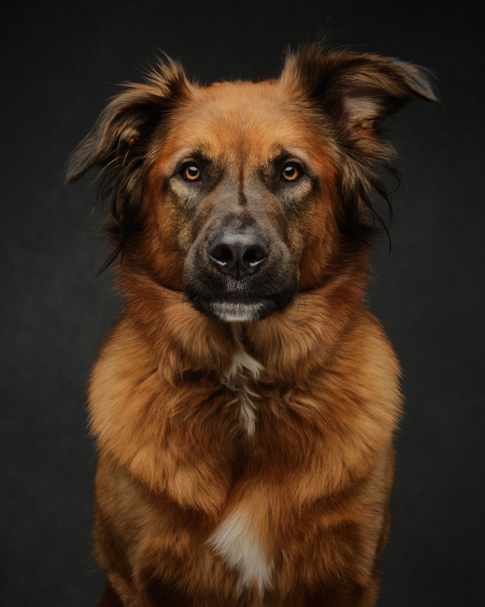 shepherd-mix-portrait-by-jane-thomson-photography-vancouver.jpg