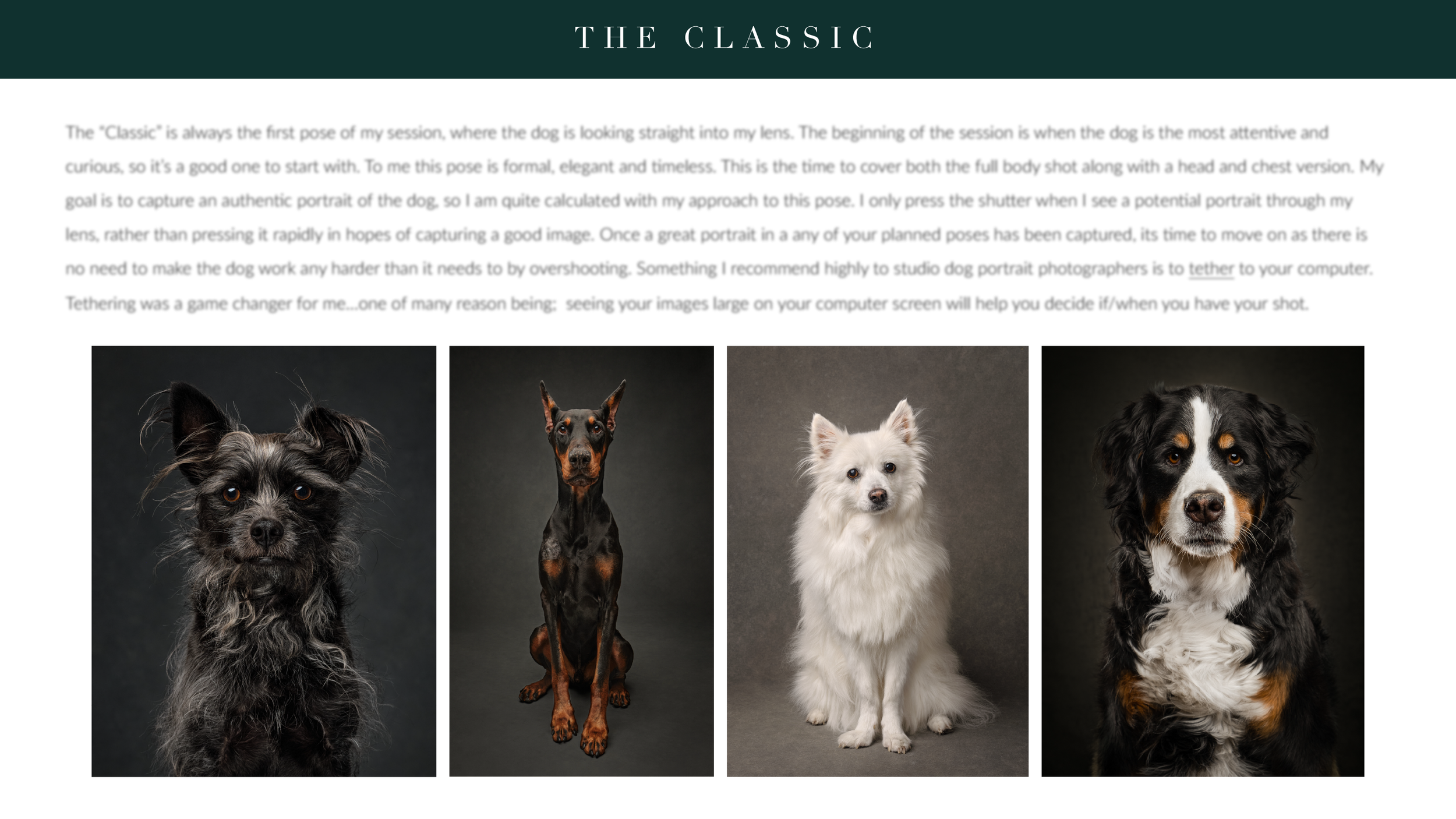 THE ART OF DOG POSING..-1.png