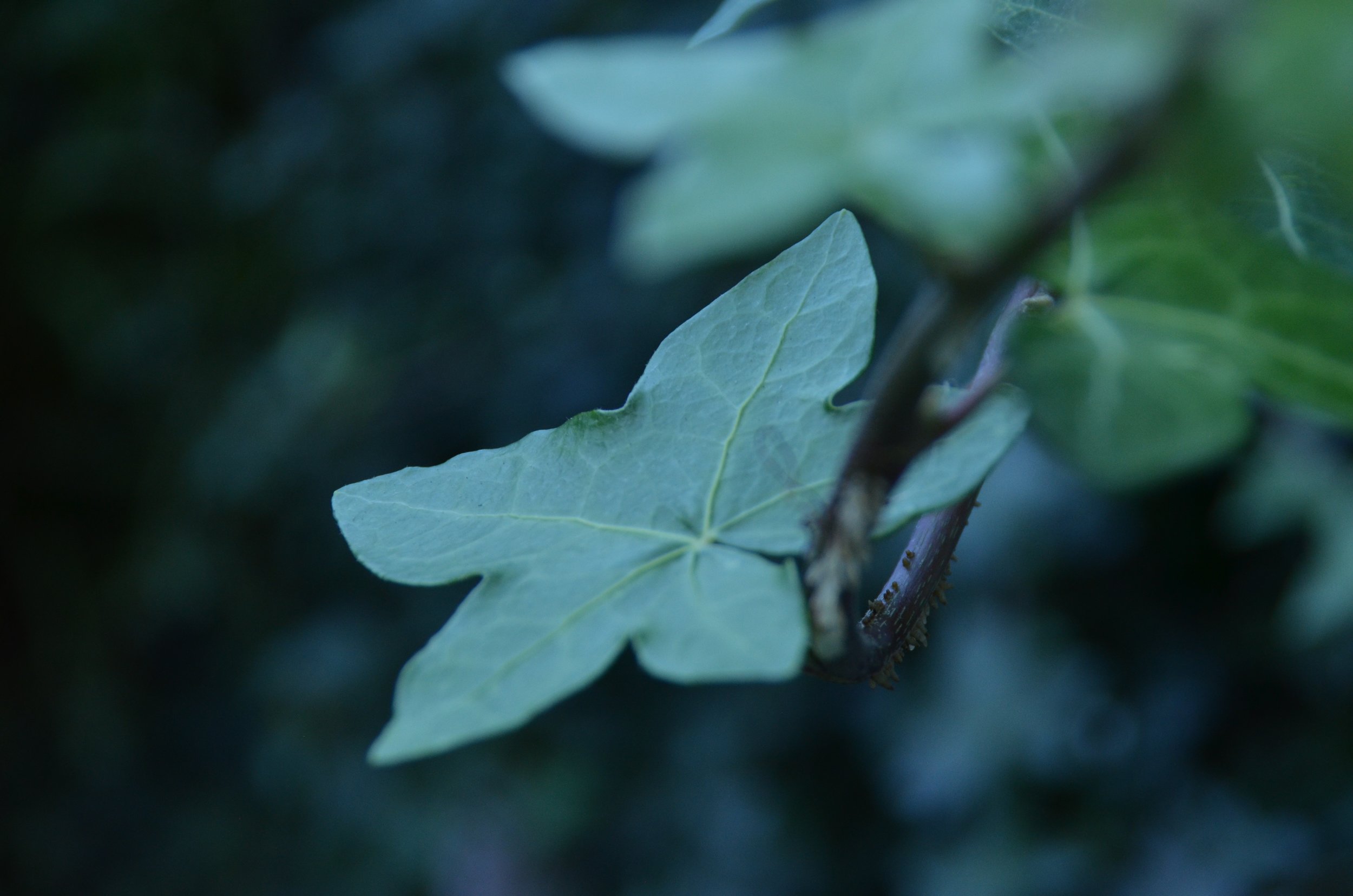 DSC_0302.jpg