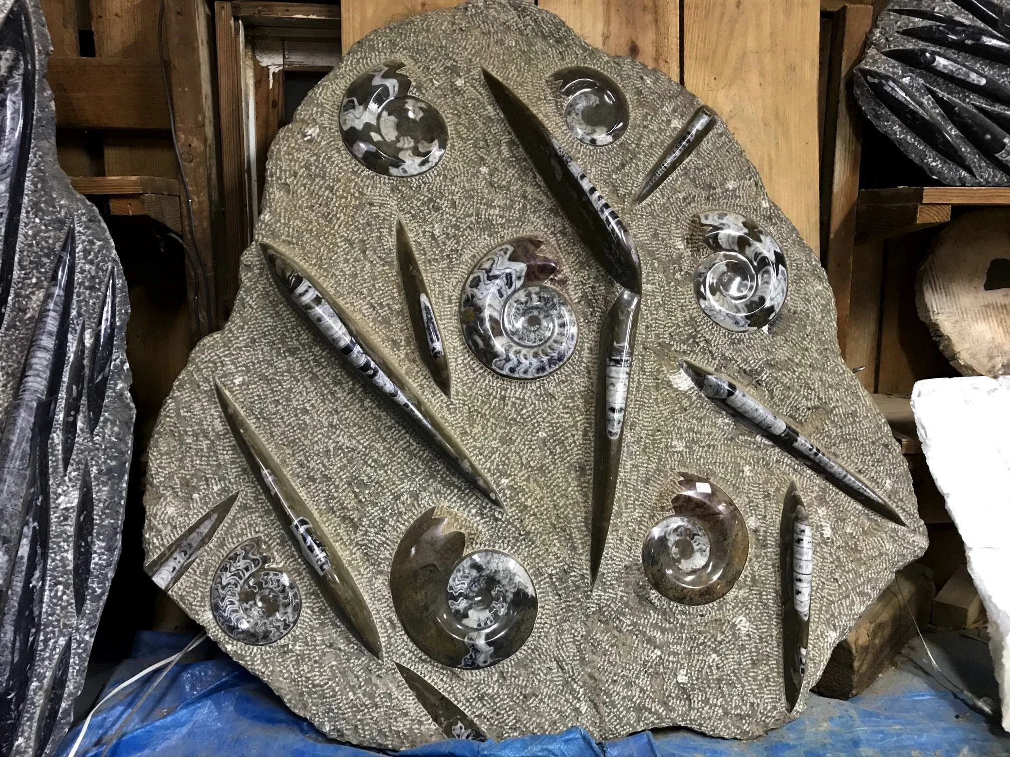 #17. Orthocerus / Ammonite Collector Specimen Plate