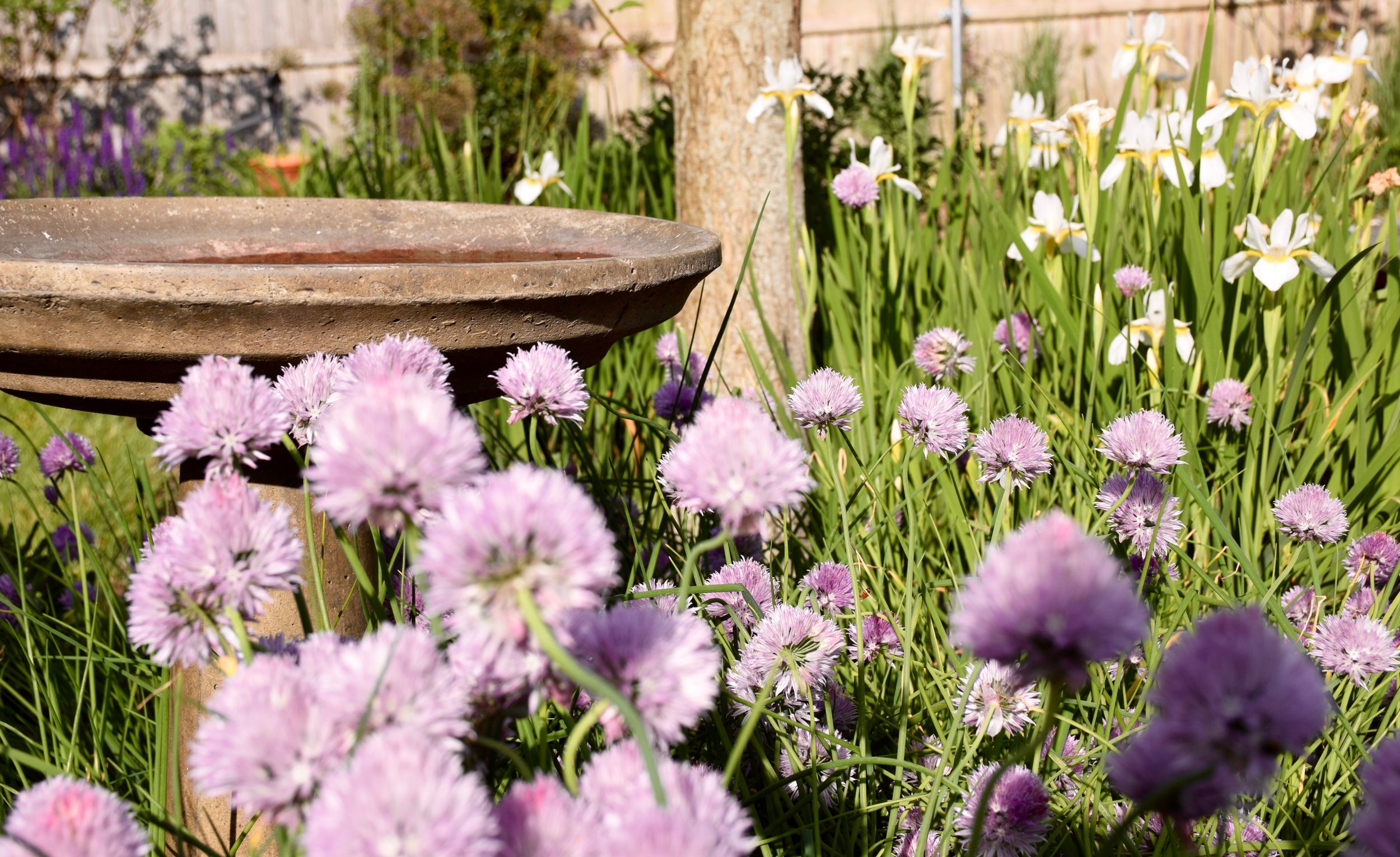 birdbath#2.jpg