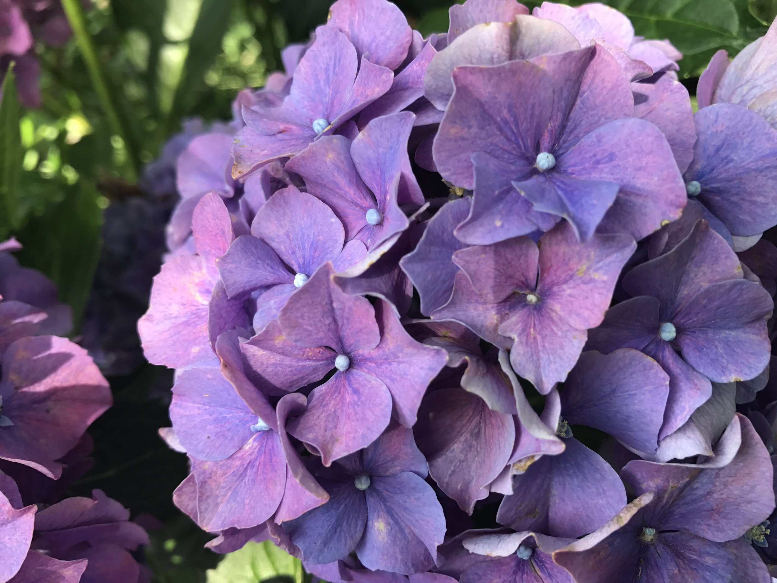 Glowing Embers Hydrangea