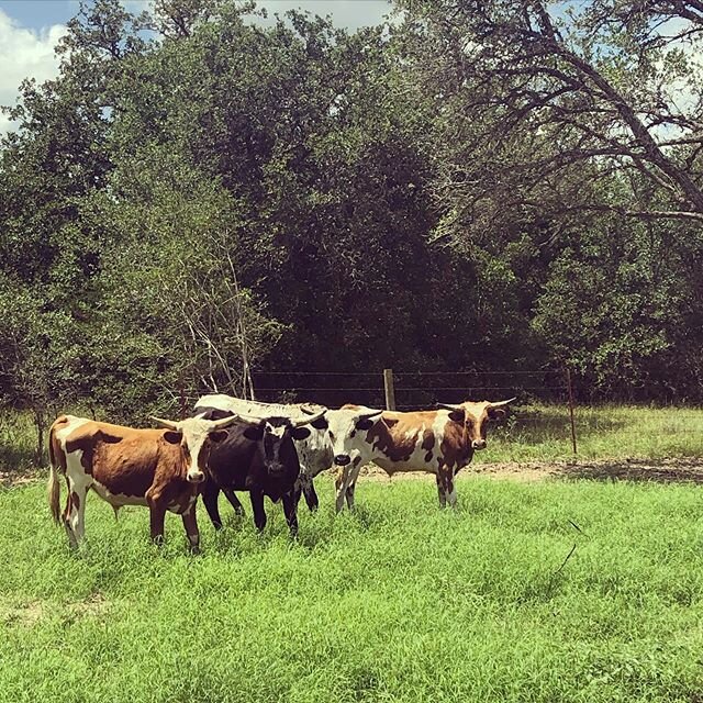 The newest members of the LSF family! These guys spent a previous life as roper calves on the rodeo circuit but are now ready to enjoy some easy and stress free farm living!
.
.
.
.
.
#lsfroundtop #roundtop #roundtoptexas #cabins #cottages #texas #vi