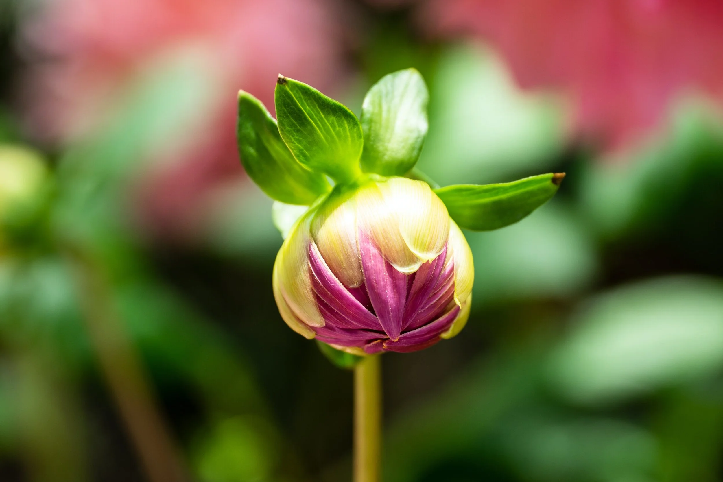 The Prophecy Series: Growing in the Gift of Love