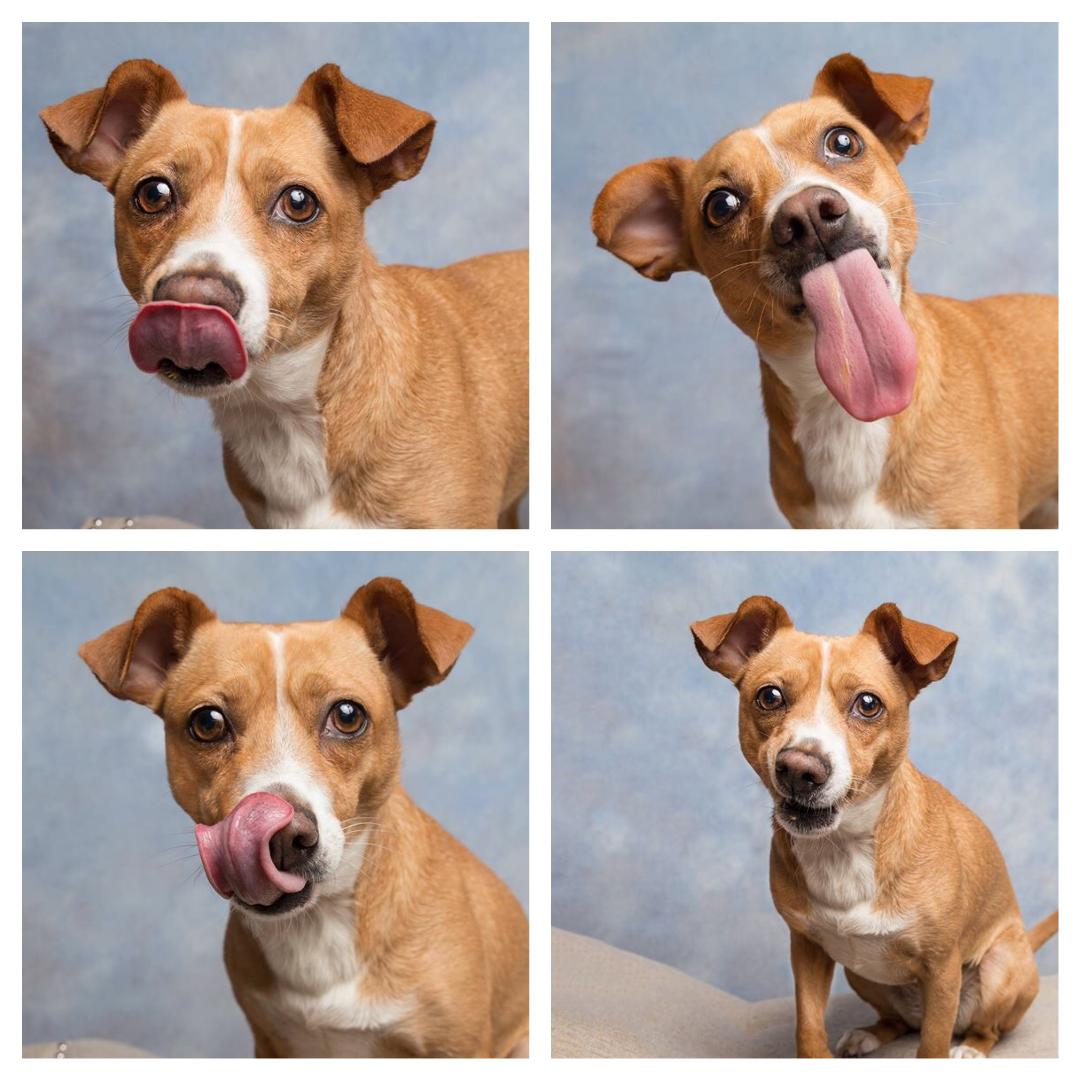 Tongue out.jpg