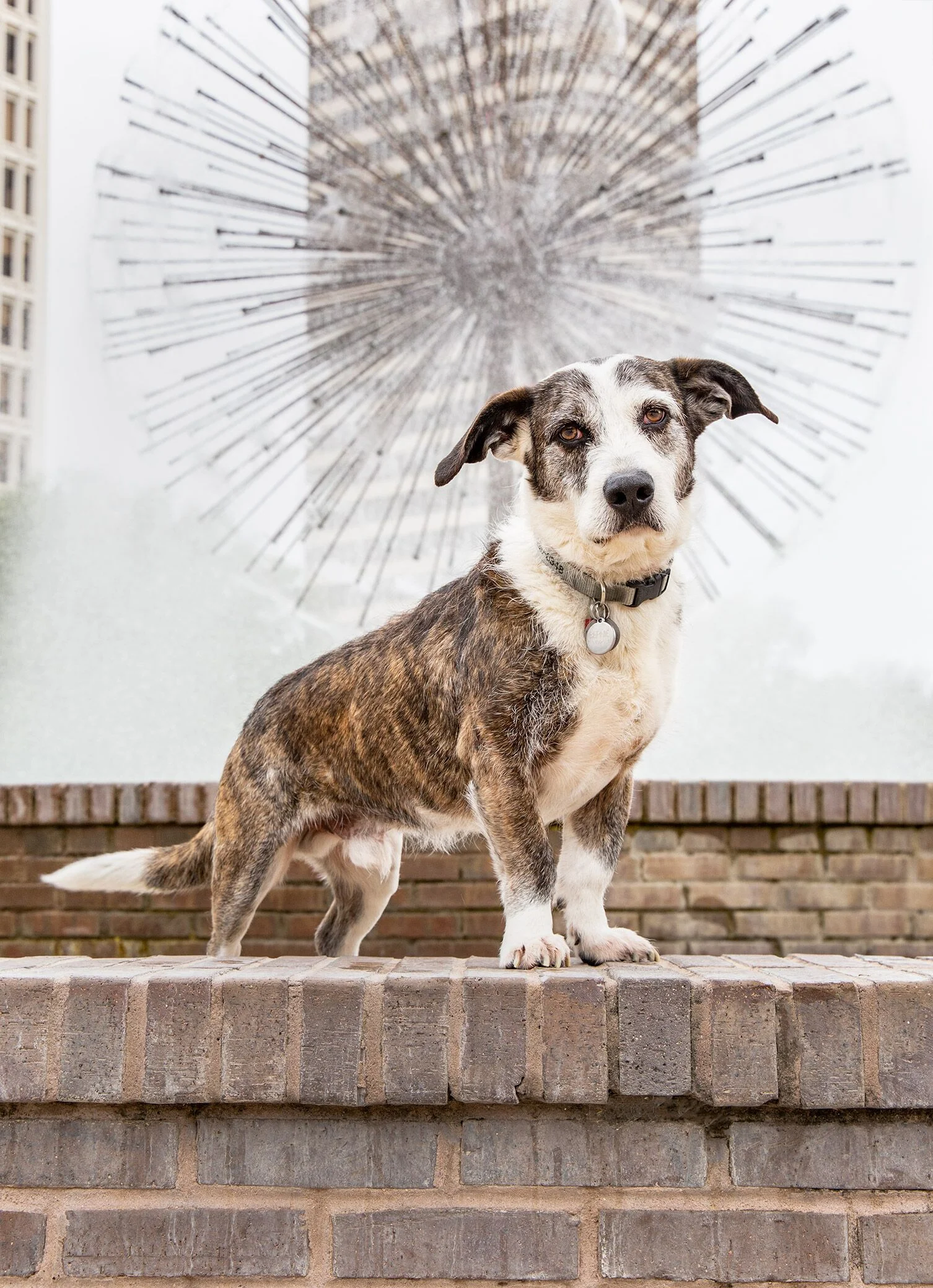 Bernie looks great in front of the fountain