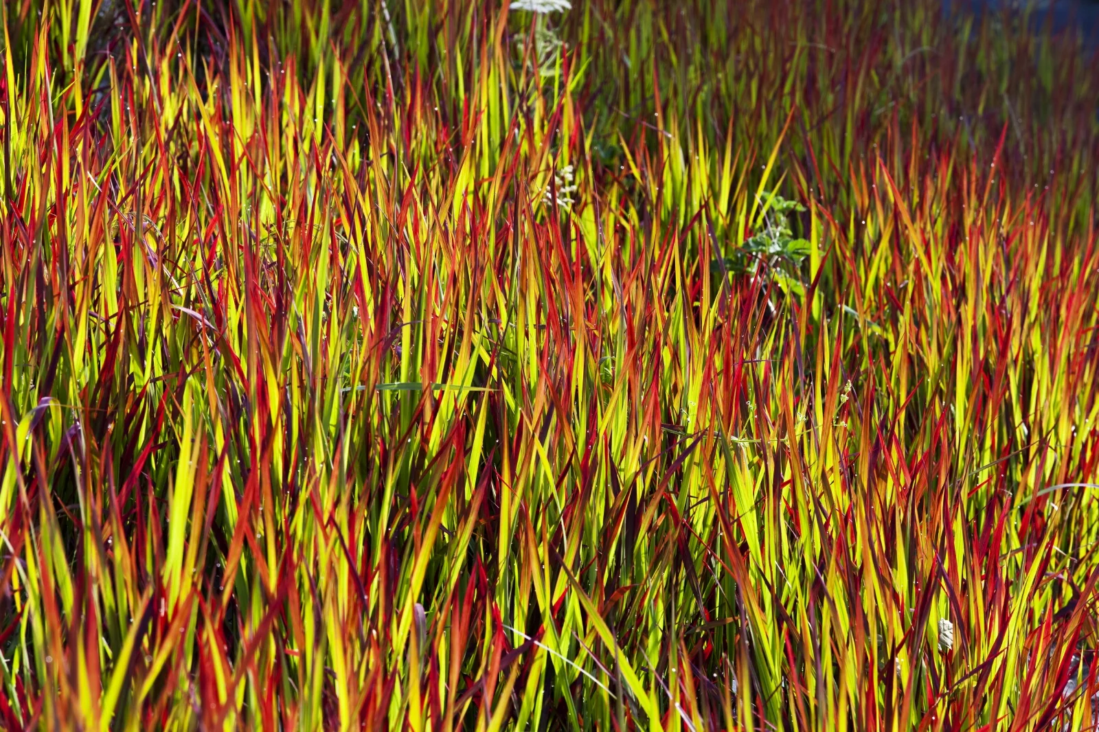 Imperata red barron (2010), photo courtesy Charles Hawes