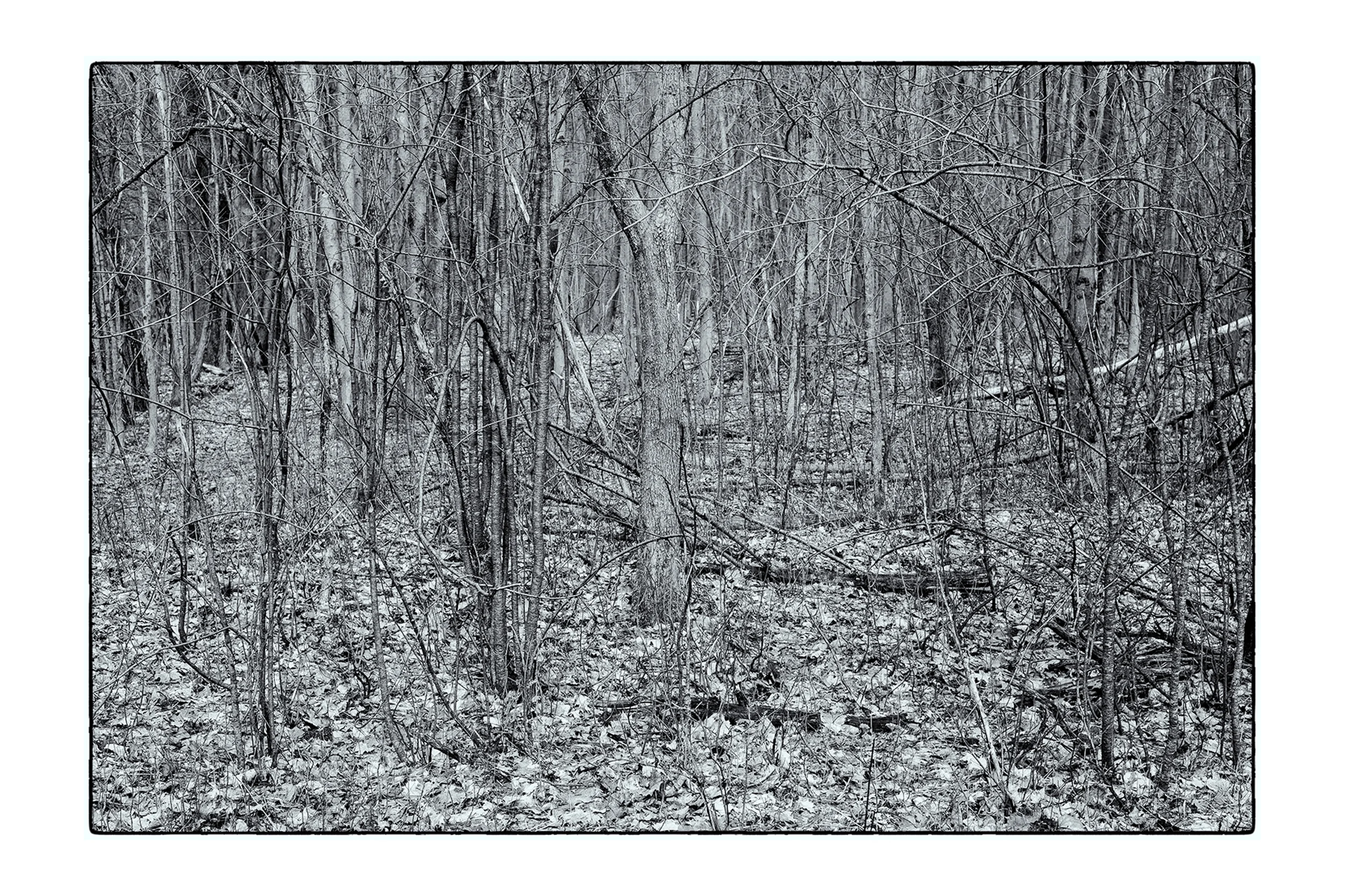 South Woods_04072019_028-Edit_4X6-1.jpg
