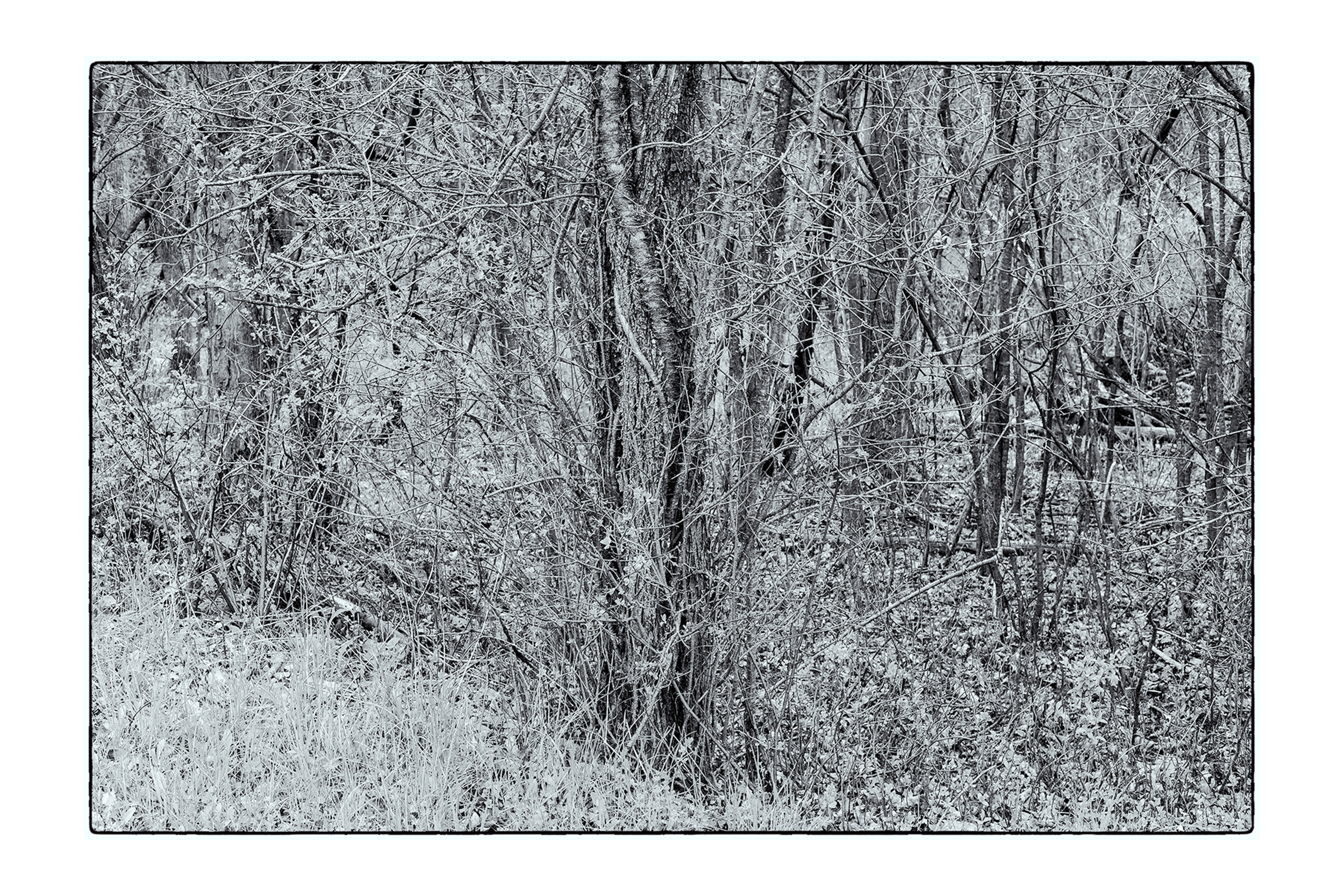 South Woods_05042019_0025-Edit_4X6-1.jpg
