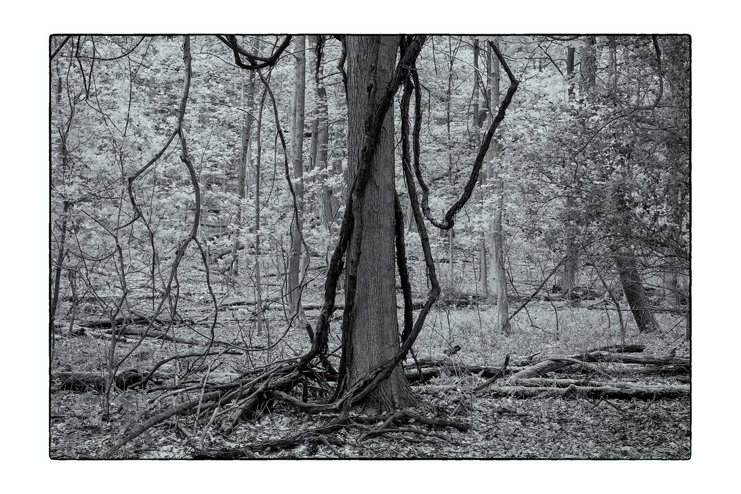 Higby RR Tracks_05092019_0055-Edit_4X6-1.jpg