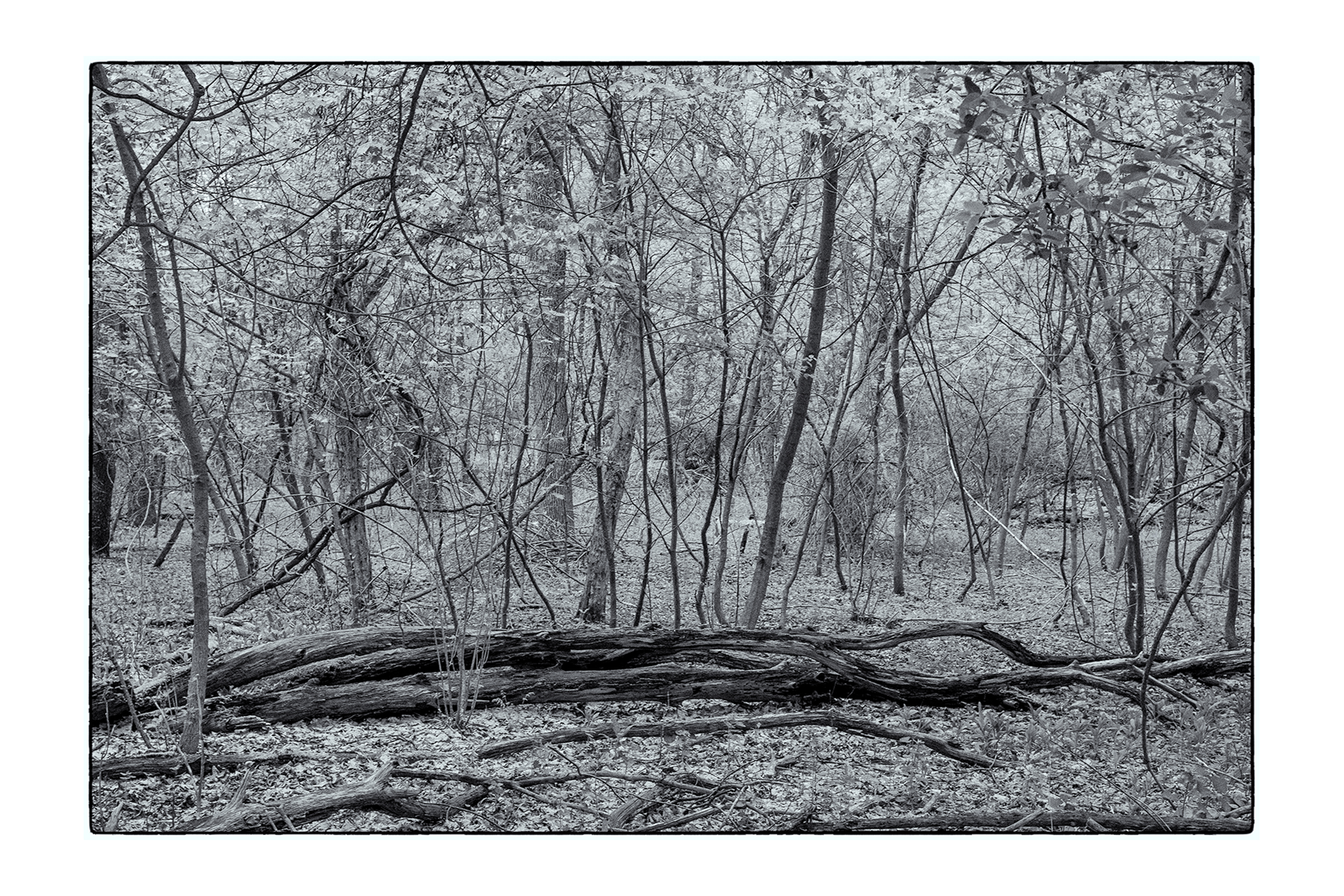 Higby RR Tracks_05092019_0035-Edit_4X6-1.jpg