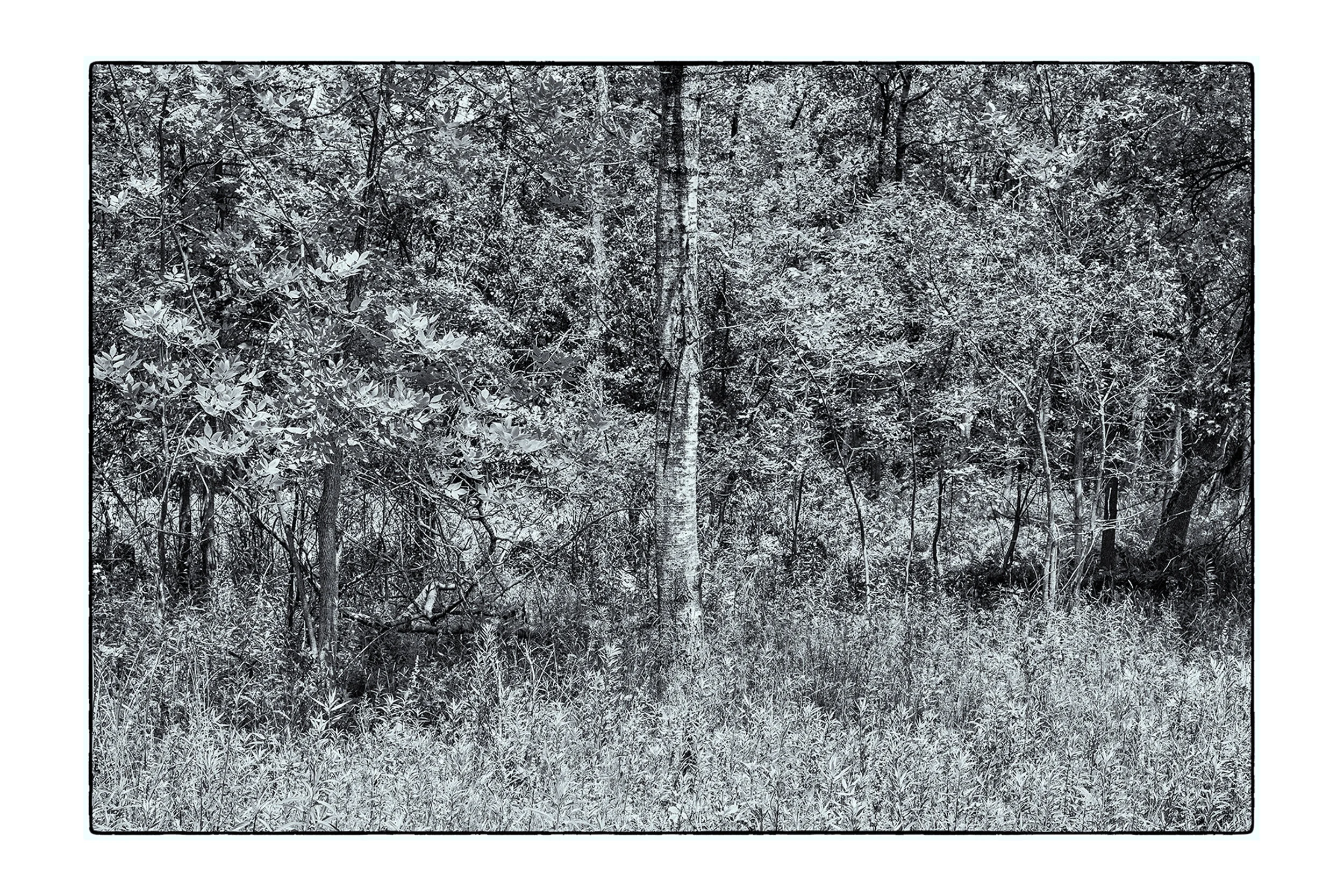 South Woods_070319_004-Edit_4X6-1.jpg