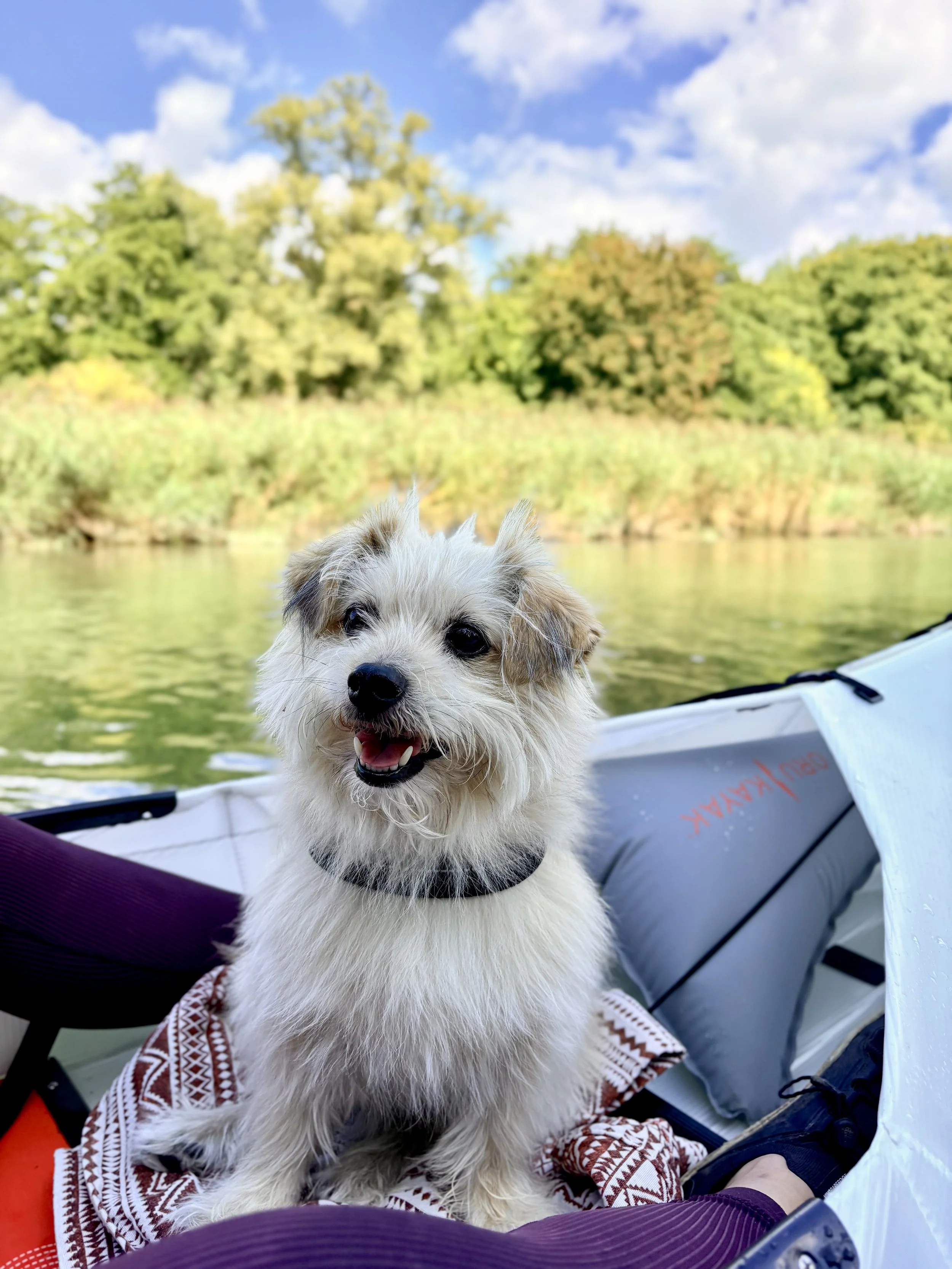 A small, fluffy, white dog with a black collar sitting inside a boat on a river, with green trees and a blue sky with clouds in the background.
