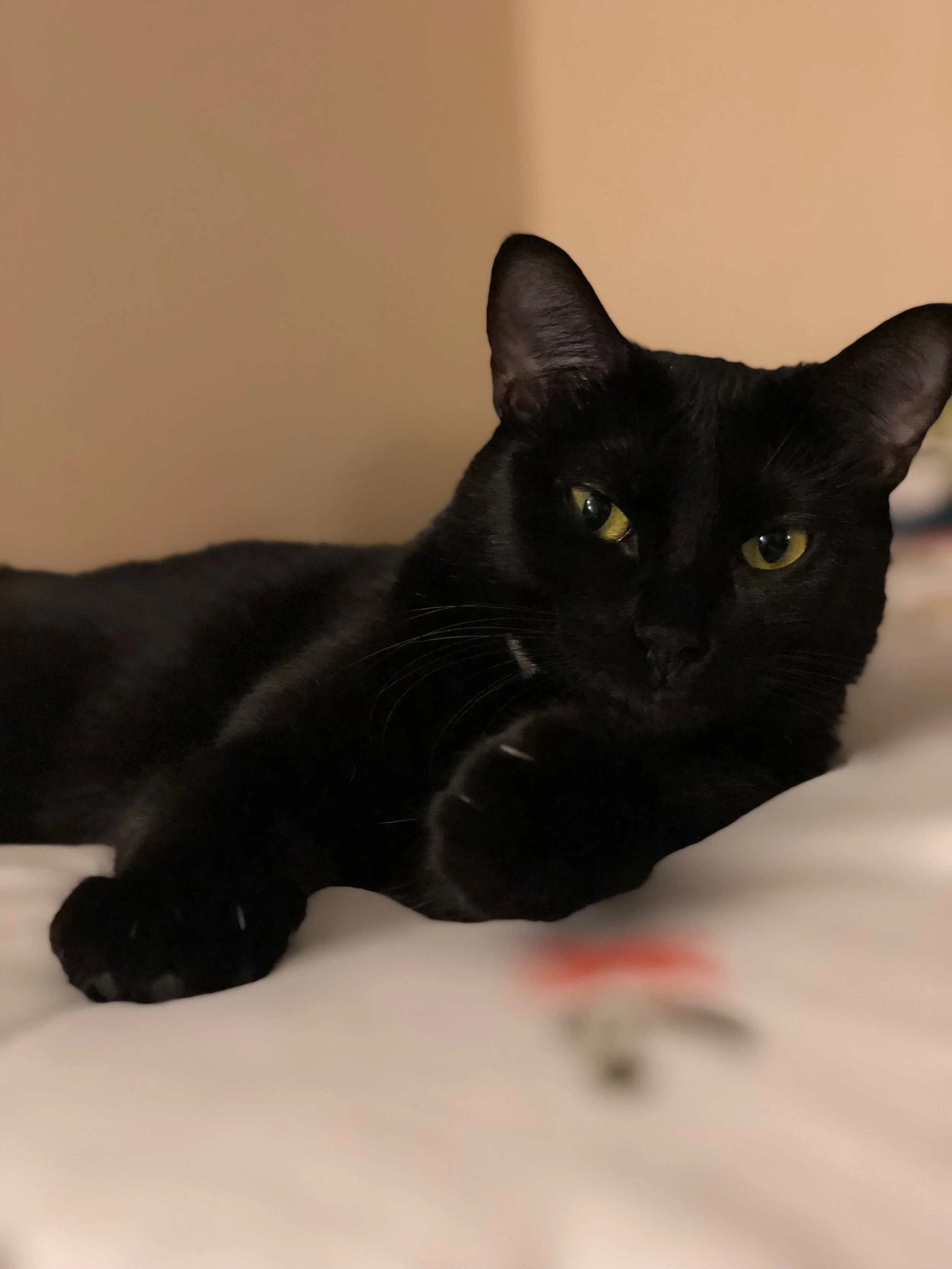 Mitzi.jpeg