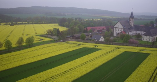 Bild: “Die Rapsstreifen in voller Blüte. Daneben Weizen, am Kloster Grauhof.