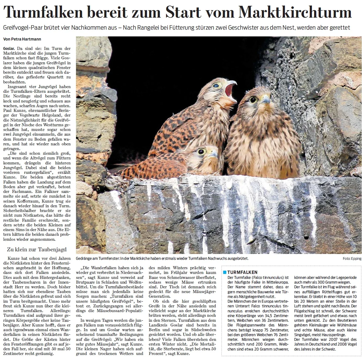 TurmfalkenGZ vom 11. Juli 2019.jpg