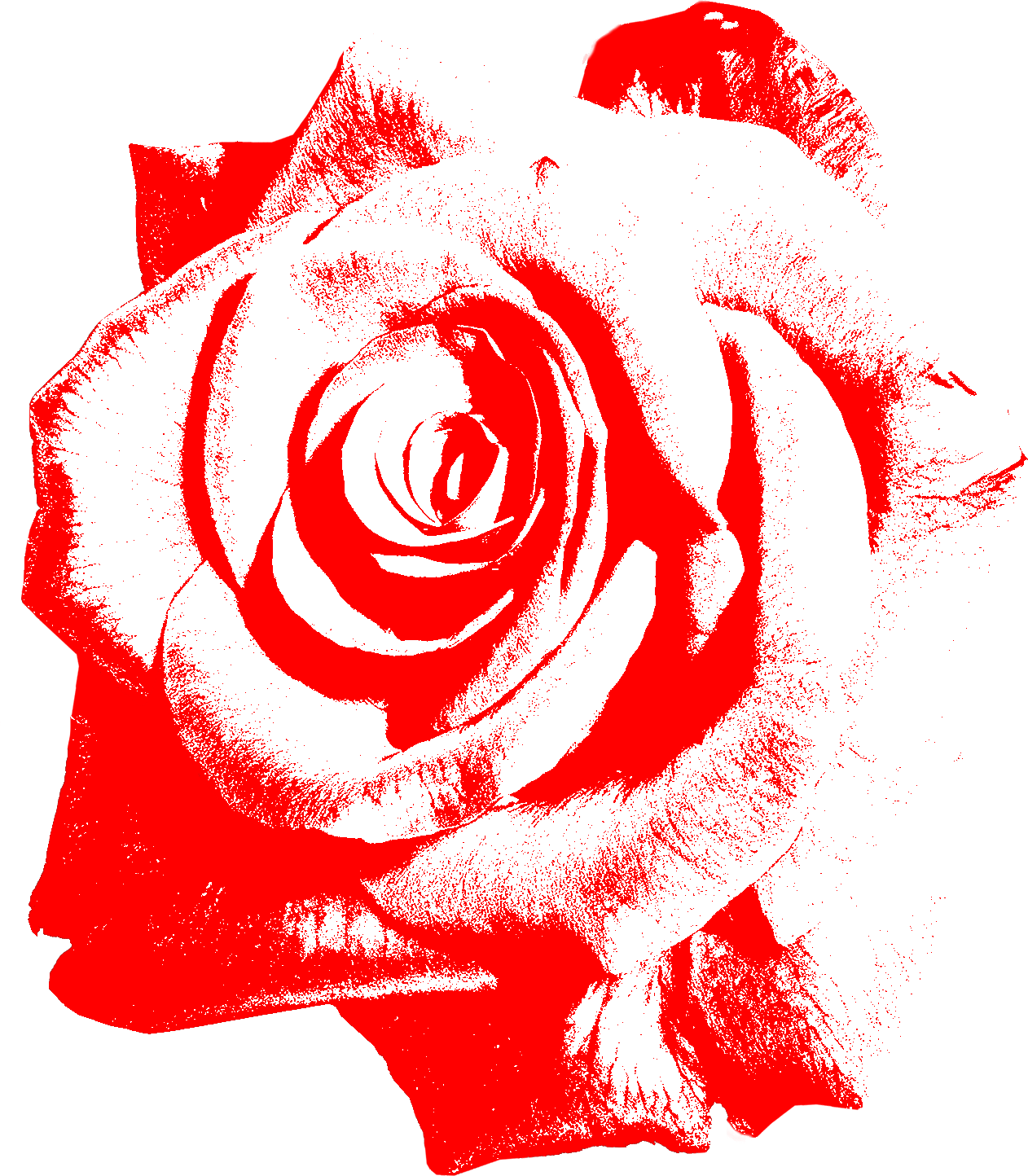 single red rose.png