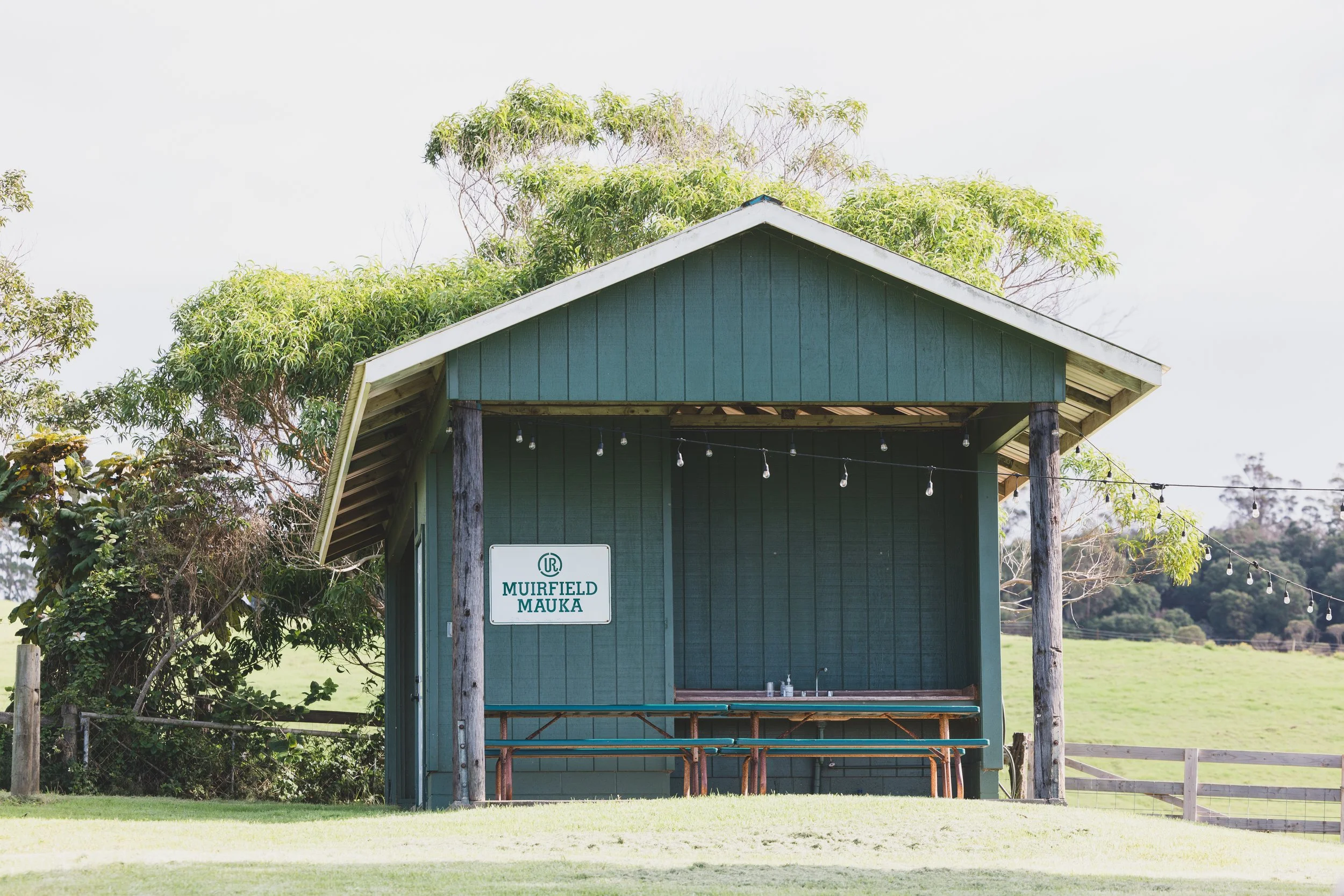 Ulupalakua Muirfield Mauka | Kristy Taylor Photography-11.jpg