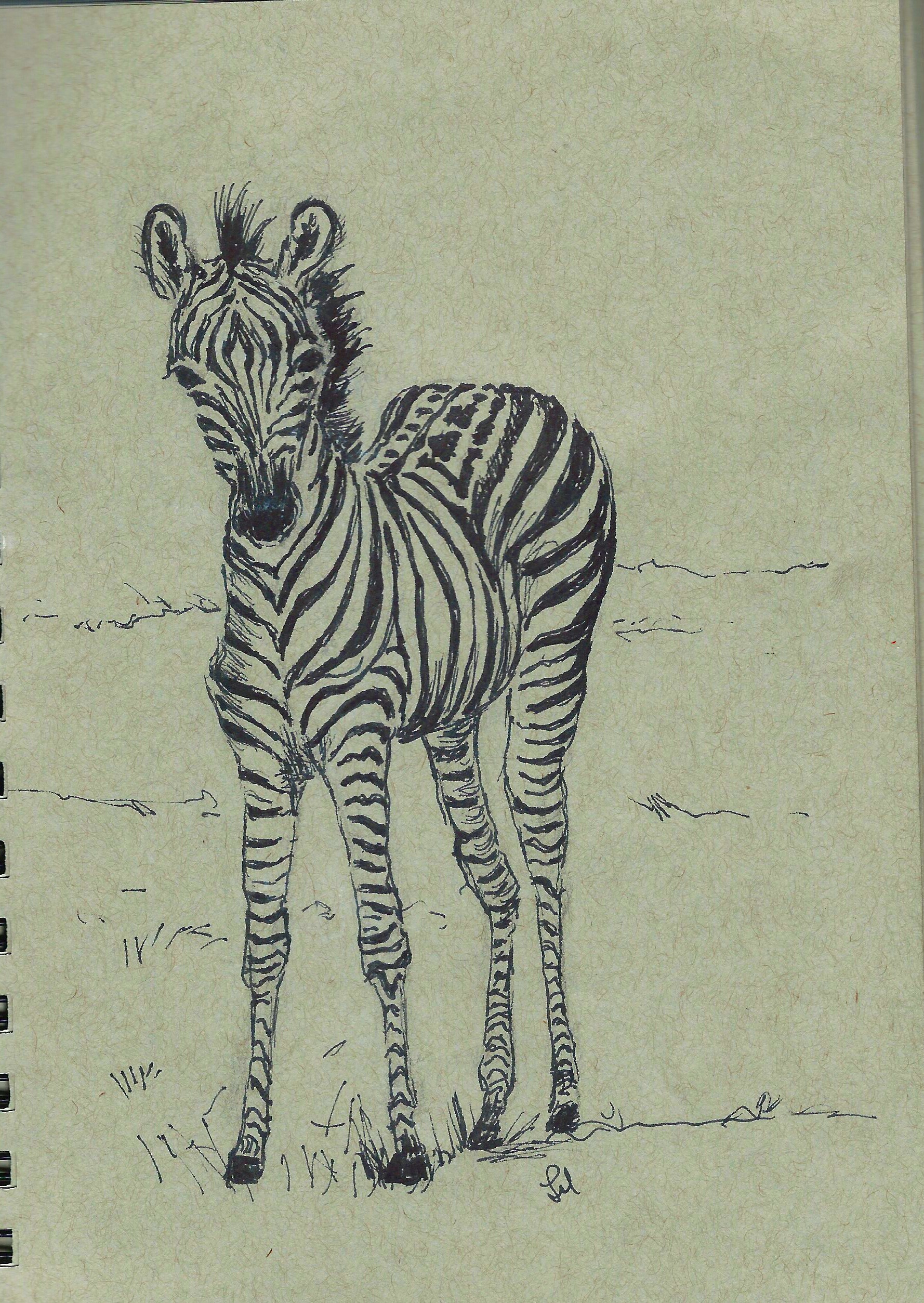 Baby Zebra